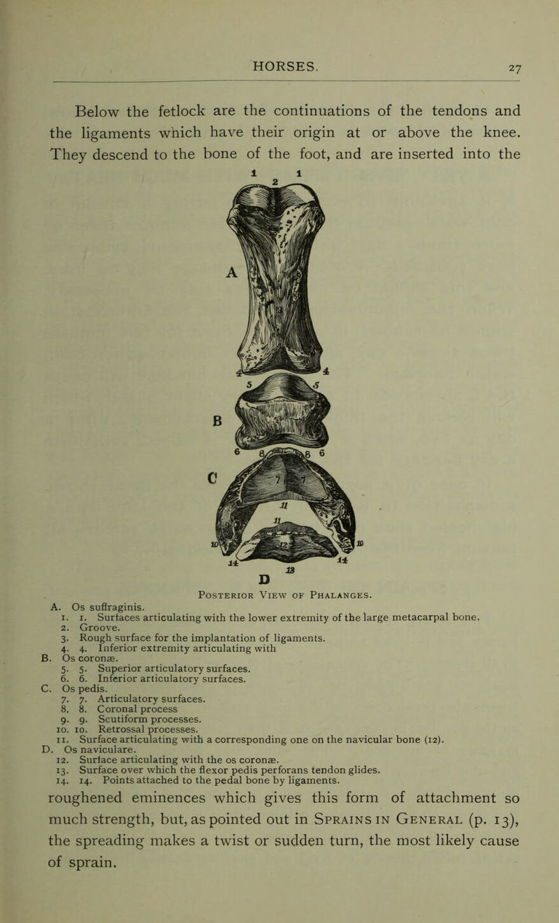 Below the fetlock are the continuations of the tendons and the ligaments which have their origin at or above the knee. They descend to the bone of the foot, and are inserted into the Posterior View of Phalanges. A. Os suffraginis. 1. 1. Surfaces articulating with the lower extremity of the large metacarpal bone. 2. Groove. 3. Rough surface for the implantation of ligaments. 4. 4. Inferior extremity articulating with B. Os coronae. 5. 5. Superior articulatory surfaces. 6. 6. Inferior articulatory surfaces. C. Os pedis. 7. 7. Articulatory surfaces. 8. 8. Coronal process 9. 9. Scutiform processes. 10. 10. Retrossal processes. 11. Surface articulating with a corresponding one on the navicular bone (12). D. Os naviculare. 12. Surface articulating with the os coronae. 13. Surface over which the flexor pedis perforans tendon glides. 14. 14. Points attached to the pedal bone by ligaments. roughened eminences which gives this form of attachment so much strength, but, as pointed out in Sprains in General (p. 13), the spreading makes a twist or sudden turn, the most likely cause of sprain.