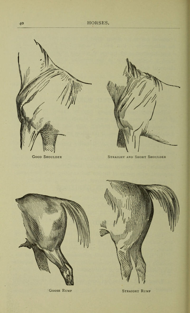 Goose Rump Straight Rump