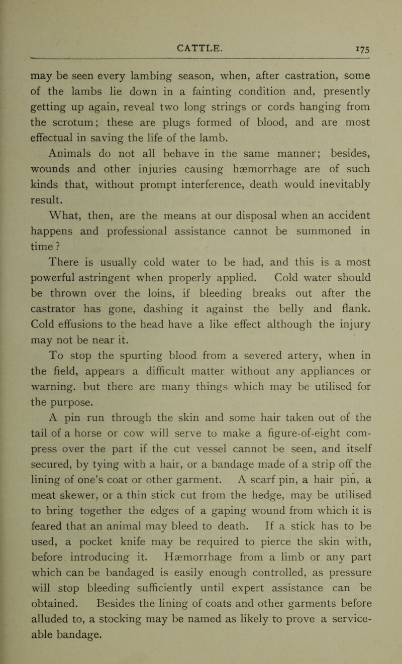 may be seen every lambing season, when, after castration, some of the lambs lie down in a fainting condition and, presently getting up again, reveal two long strings or cords hanging from the scrotum; these are plugs formed of blood, and are most effectual in saving the life of the lamb. Animals do not all behave in the same manner; besides, wounds and other injuries causing haemorrhage are of such kinds that, without prompt interference, death would inevitably result. What, then, are the means at our disposal when an accident happens and professional assistance cannot be summoned in time ? There is usually cold water to be had, and this is a most powerful astringent when properly applied. Cold water should be thrown over the loins, if bleeding breaks out after the castrator has gone, dashing it against the belly and flank. Cold effusions to the head have a like effect although the injury may not be near it. To stop the spurting blood from a severed artery, when in the field, appears a difficult matter without any appliances or warning, but there are many things which may be utilised for the purpose. A pin run through the skin and some hair taken out of the tail of a horse or cow will serve to make a figure-of-eight com- press over the part if the cut vessel cannot be seen, and itself secured, by tying with a hair, or a bandage made of a strip off the lining of one’s coat or other garment. A scarf pin, a hair pin, a meat skewer, or a thin stick cut from the hedge, may be utilised to bring together the edges of a gaping wound from which it is feared that an animal may bleed to death. If a stick has to be used, a pocket knife may be required to pierce the skin with, before introducing it. Haemorrhage from a limb or any part which can be bandaged is easily enough controlled, as pressure will stop bleeding sufficiently until expert assistance can be obtained. Besides the lining of coats and other garments before alluded to, a stocking may be named as likely to prove a service- able bandage.
