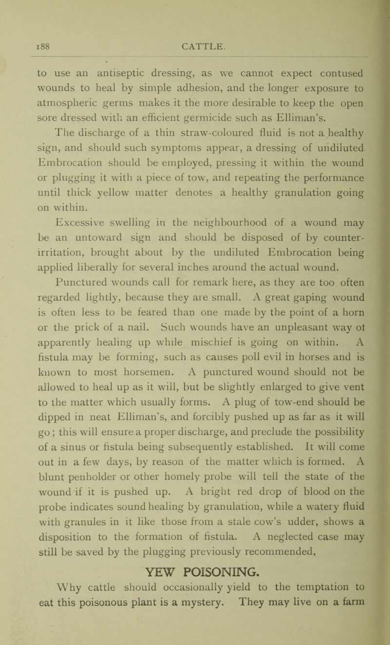 to use an antiseptic dressing, as we cannot expect contused wounds to heal by simple adhesion, and the longer exposure to atmospheric germs makes it the more desirable to keep the open sore dressed with an efficient germicide such as Elliman’s. The discharge of a thin straw-coloured fluid is not a healthy sign, and should such symptoms appear, a dressing of undiluted Embrocation should be employed, pressing it within the wound or plugging it with a piece of tow, and repeating the performance until thick yellow matter denotes a healthy granulation going on within. Excessive swelling in the neighbourhood of a wound may be an untoward sign and should be disposed of by counter- irritation, brought about by the undiluted Embrocation being applied liberally for several inches around the actual wound. Punctured wounds call for remark here, as they are too often regarded lightly, because they are small. A great gaping wound is often less to be feared than one made by the point of a horn or the prick of a nail. Such wounds have an unpleasant way ot apparently healing up while mischief is going on within. A fistula may be forming, such as causes poll evil in horses and is known to most horsemen. A punctured wound should not be allowed to heal up as it will, but be slightly enlarged to give vent to the matter which usually forms. A plug of tow-end should be dipped in neat Elliman’s, and forcibly pushed up as far as it will go ; this will ensure a proper discharge, and preclude the possibility of a sinus or fistula being subsequently established. It will come out in a few days, by reason of the matter wdiich is formed. A blunt penholder or other homely probe will tell the state of the wound if it is pushed up. A bright red drop of blood on the probe indicates sound healing by granulation, while a watery fluid with granules in it like those from a stale cow’s udder, shows a disposition to the formation of fistula. A neglected case may still be saved by the plugging previously recommended, YEW POISONING. Why cattle should occasionally yield to the temptation to eat this poisonous plant is a mystery. They may live on a farm