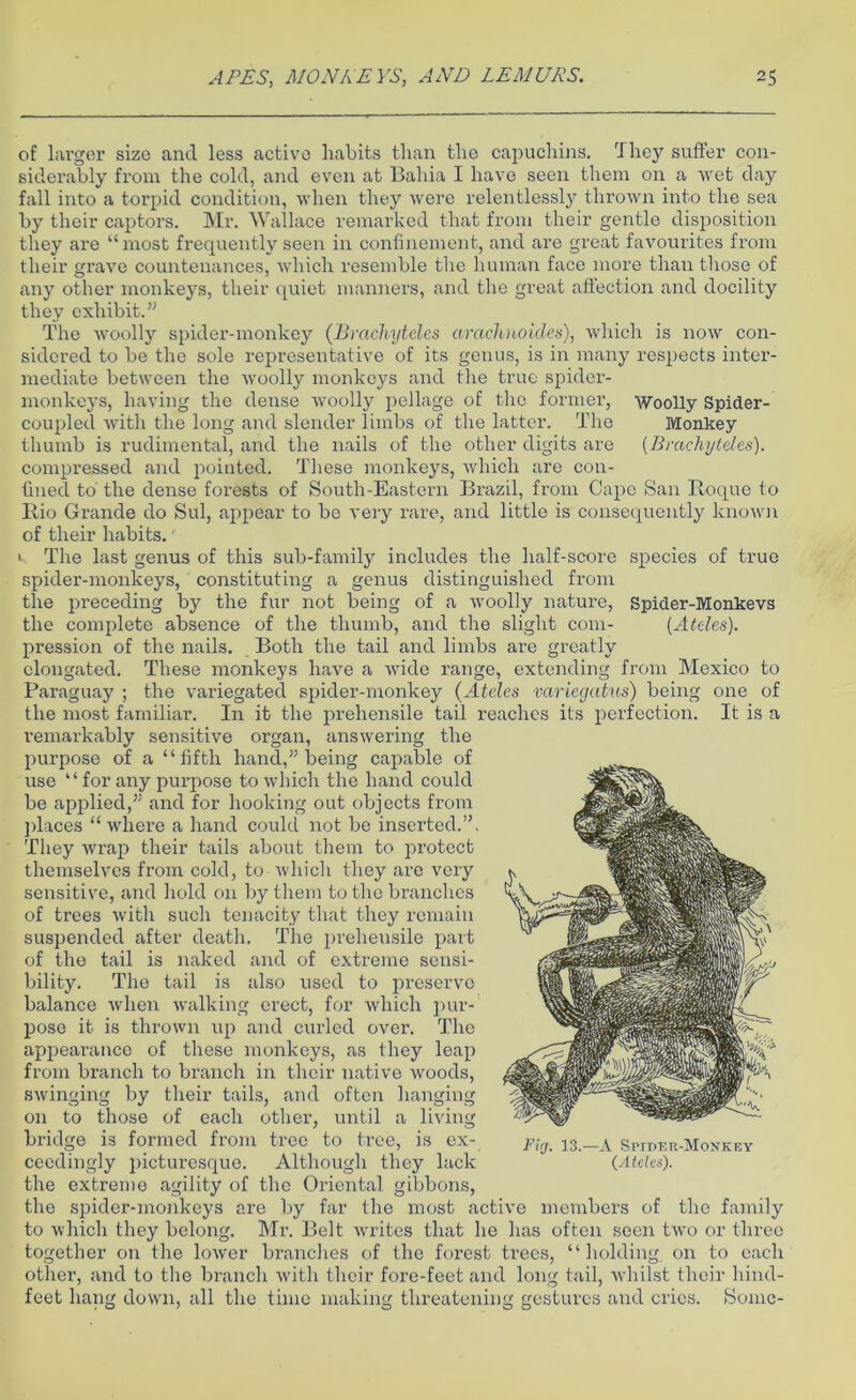 of larger size and less active habits than the capuchins. They sutler con- siderably from the cold, and even at Bahia I have seen them on a wet day fall into a torpid condition, when they were relentlessly thrown into the sea by their captors. Mr. Wallace remarked that from their gentle disposition they are “ most frequently seen in confinement, and are great favourites from their grave countenances, which resemble the human face more than those of any other monkeys, their quiet manners, and the great affection and docility they exhibit.” The woolly spider-monkey (Brachyteles arachnoides), which is now con- sidered to be the sole representative of its genus, is in many respects inter- mediate between the woolly monkeys and the true spider- monkeys, having the dense woolly pellage of the former, Woolly Spider- coupled with the long and slender limbs of the latter. The Monkey thumb is rudimental, and the nails of the other digits are (Brachyteles). compressed and pointed. These monkeys, which are con- fined to the dense forests of South-Eastern Brazil, from Cape San Roque to Rio Grande do Sul, appear to be very rare, and little is consequently known of their habits.' 1 The last genus of this sub-family includes the half-score species of true spider-monkeys, constituting a genus distinguished from the preceding by the fur not being of a woolly nature, Spider-Monkevs the complete absence of the thumb, and the slight com- (Ateles). pression of the nails. Both the tail and limbs are greatly elongated. These monkeys have a wide range, extending from Mexico to Paraguay ; the variegated spider-monkey (Ateles variegatus) being one of the most familiar. In it the prehensile tail reaches its perfection. It is a remarkably sensitive organ, answering the purpose of a “fifth hand,” being capable of use “for any purpose to which the hand could be applied,” and for hooking out objects from places “ where a hand could not be inserted.”, They wrap their tails about them to protect themselves from cold, to which they are very sensitive, and hold on by them to the branches of trees with such tenacity that they remain suspended after death. The prehensile part of the tail is naked and of extreme sensi- bility. The tail is also used to preserve balance when walking erect, for which pur- pose it is thrown up and curled over. The appearance of these monkeys, as they leap from branch to branch in their native woods, swinging by their tails, and often hanging on to those of each other, until a living bridge is formed from tree to tree, is ex- ceedingly picturesque. Although they lack the extreme agility of the Oriental gibbons, the spider-monkeys are by far the most active members of the family to which they belong. Mr. Belt writes that he lias often seen two or three together on the lower branches of the forest trees, “ holding on to each other, and to the branch with their fore-feet and long tail, whilst their hind- feet hang down, all the time making threatening gestures and cries. Somc- Fig. 13.—A Spider-Monkey (Ateles).