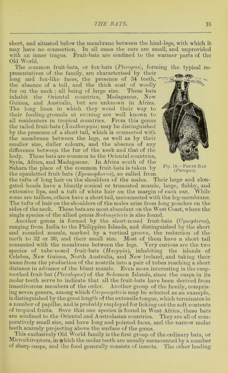 short, and situated below the membrane between the hind-legs, with which it may have no connection. In all cases the ears are small, and unprovided with an inner tragus. Fruit-bats are confined to the warmer parts of the Old World. The common fruit-bats, or fox-bats (Pteropus), forming the typical re- presentatives of the family, are characterised by their long and fox-like faces, the presence of 34 teeth, the absence of a tail, and the thick coat of woolly fur on the neck ; all being of large size. These bats inhabit the Oriental countries, Madagascar, New Guinea, and Australia, but are unknown in Africa. The long lines in which they wend their way to their feeding-grounds at evening are well known to all residenters in tropical countries. From this genus the tailed fruit-bats (Xantharpyia) may be distinguished by the presence of a short tail, which is connected with the membrane between the legs, as well as by their smaller size, duller colours, and the absence of any difference between the fur of the neck and that of the body. These bats are common to the Oriental countries, Syria, Africa, and Madagascar. In Africa south of the Sahara the place of the common fruit-bats is taken by the epauletted fruit-bats (Epomophorus), so called from the tufts of loner hair on the shoulders of the males. Fig. 18. —Fruit-Bat (Pteropm). Their large and elon- gated heads have a bluntly conical or truncated muzzle, large, flabby, and extensive lips, and a tuft of white hair on the margin of each ear. While some are tailless, others have a short tail, unconnected with the leg-membrane. The tufts of hair on the shoulders of the males arise from long pouches on the sides of the neck. These bats are most abundant on the West Coast, where the single species of the allied genus Scotonycberis is also found. Another genus is formed by the short-nosed fruit-bats (Cynopterus), ranging from India to the Philippine Islands, and distinguished by the short and rounded muzzle, marked by a vertical groove, the reduction of the teeth to 32 or 30, and their small size. Most of them have a short tail connected with the membrane between the legs. Very curious are the two species of tube-nosed fruit-bats (Harpyia), inhabiting the islands of Celebes, New Guinea, North Australia, and New Ireland, and taking their name from the production of the nostrils into a pair of tubes reaching a short distance in advance of the blunt muzzle. Even more interesting is the cusp- tootlied fruit-bat (Ptcralopcx) of the Solomon Islands, since the cusps in its molar teeth serve to indicate that all the fruit-bats have been derived from insectivorous members of the order. Another group of the family, compris- ing seven genera, among which Carponycteris may bo selected as an example, is distinguished by the great length of the extensile tongue, which terminates in a number of papillae, and is probably employed for licking out the soft contents of tropical fruits. Save that one species is found in West Africa, these bats are confined to the Oriental and Australasian countries. They are all of com- paratively small size, and have long and pointed faces, and the narrow molar teeth scarcely projecting above the surface of the gums. This exclusively Old World family is the first group of the ordinary bats, or Microchiroptera, in which the molar teeth are usually surmounted by a number of sharp cusps, and the food generally consists of insects. The other leading