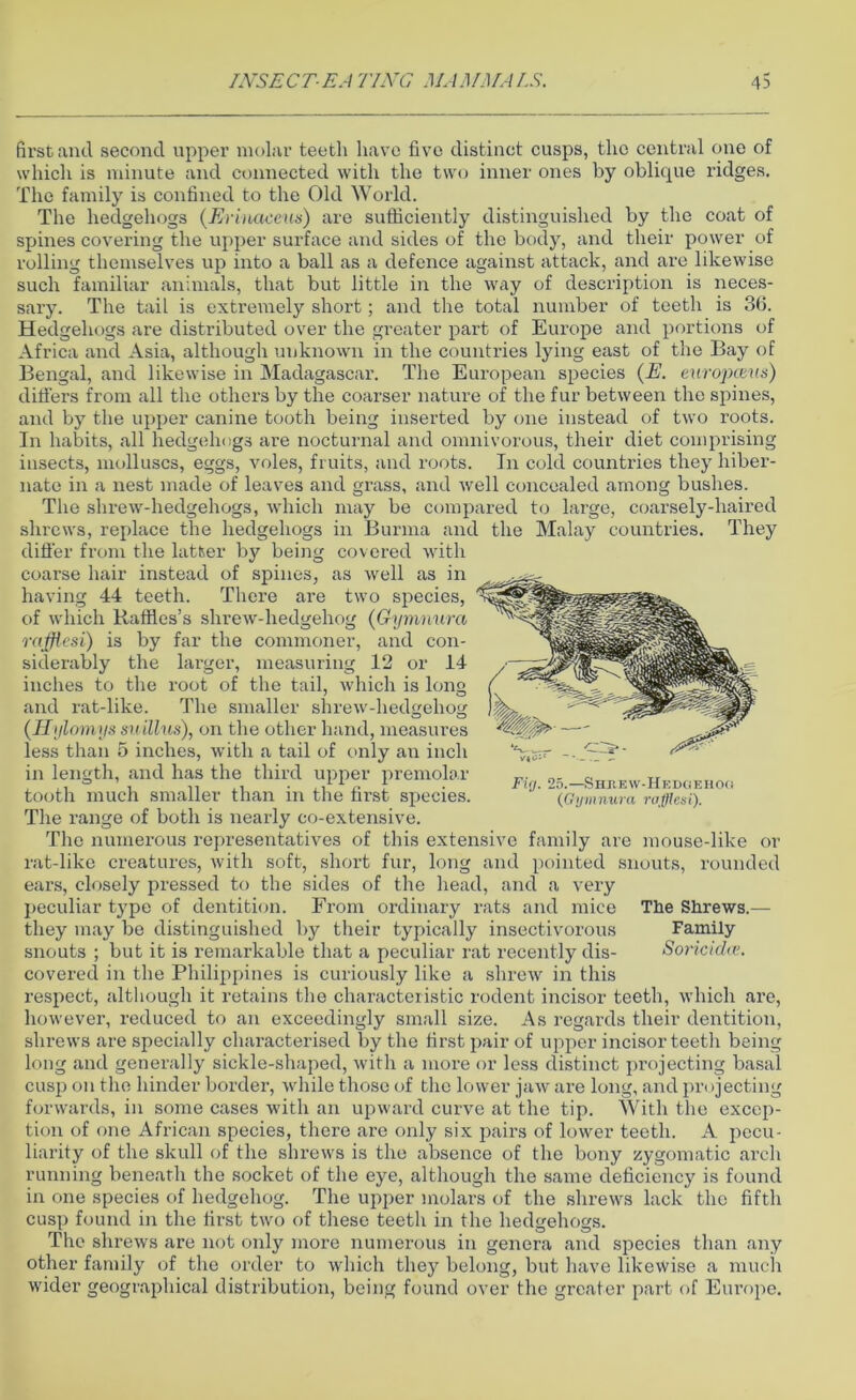 siderably the inches to the and rat-like. first and second upper molar teeth have five distinct cusps, the central one of which is minute and connected with the two inner ones by oblique ridges. The family is confined to the Old World. The hedgehogs (Erinacexis) are sufficiently distinguished by the coat of spines covering the upper surface and sides of the body, and their power of rolling themselves up into a ball as a defence against attack, and are likewise such familiar animals, that but little in the way of description is neces- sary. The tail is extremely short; and the total number of teeth is 36. Hedgehogs are distributed over the greater part of Europe and portions of Africa and Asia, although unknown in the countries lying east of the Bay of Bengal, and likewise in Madagascar. The European species (E. europceus) differs from all the others by the coarser nature of the fur between the spines, and by the upper canine tooth being inserted by one instead of two roots. In habits, all hedgehogs are nocturnal and omnivorous, their diet comprising insects, molluscs, eggs, voles, fruits, and roots. In cold countries they hiber- nate in a nest made of leaves and grass, and well concealed among bushes. The shrew-hedgehogs, which may be compared to large, coarsely-haired shrews, replace the hedgehogs in Burma and the Malay countries. They differ from the latter by being covered with coarse hair instead of spines, as well as in having 44 teeth. There are two species, of which Raffles’s shrew-hedgehog (Gynmura raffles!) is by far the commoner, and con- fer, measuring 12 or 14 root of the tail, which is long The smaller shrew-hedgehog (Hylomys millus), on the other hand, measures less than 5 inches, with a tail of only an inch in length, and has the third upper premolar tooth much smaller than iri the first species. The I’ange of both is nearly co-extensive. The numerous representatives of this extensive family are mouse-like or rat-like creatures, with soft, short fur, long and pointed snouts, rounded ears, closely pressed to the sides of the head, and a very peculiar type of dentition. From ordinary rats and mice they may be distinguished by their typically insectivorous snouts ; but it is remarkable that a peculiar rat recently dis- covered in the Philippines is curiously like a shrew in this respect, although it retains the characteristic rodent incisor teeth, which are, however, reduced to an exceedingly small size. As regards their dentition, shrews are specially characterised by the first pair of upper incisor teeth being long and generally sickle-shaped, with a more or less distinct projecting basal cusp on the hinder border, while those of the lower jaw are long, and projecting forwards, in some cases with an upward curve at the tip. With the excep- tion of one African species, there are only six pairs of lower teeth. A pecu- liarity of the skull of the shrews is the absence of the bony zygomatic arch running beneath the socket of the eye, although the same deficiency is found in one species of hedgehog. The upper molars of the shrews lack the fifth cusp found in the first two of these teeth in the hedgehogs. The shrews are not only more numerous in genera and species than any other family of the order to which they belong, but have likewise a much wider geographical distribution, being found over the greater part of Europe. Fig. 25.—Shrew-He doe hoc (Gynmura ruffles i). The Shrews. - Family Soricida’.