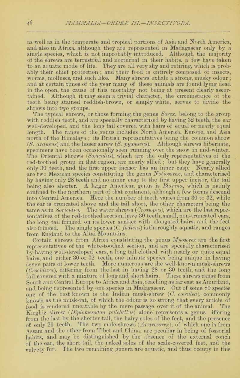as well as in the temperate and tropical portions of Asia and North America, and also in Africa, although they are represented in Madagascar only by a single species, which is not improbably introduced. Although the majority of the shrews are terrestrial and nocturnal in their habits, a few have taken to an aquatic mode of life. They are all very shy and retiring, which is prob- ably their chief protection ; and their food is entirely composed of insects, worms, molluscs, and such like. Many shrews exhale a strong, musky odour ; and at certain times of the year many of these animals are found lying dead in the open, the cause of this mortality not being at present clearly ascer- tained. Although it may seem a trivial character, the circumstance of the teeth being stained reddish-brown, or simply white, serves to divide the shrews into t\yo groups. The typical shrews, or those forming the genus Sorex, belong to the group with reddish teeth, and arc specially characterised by having 32 teeth, the ear well-developed, and the long tail covered with hairs of equal or nearly equal length. The range of the genus includes North America, Europe, and Asia north of the Himalaya ; its British representatives being the common shrew (S. aranens) and the lesser shrew {S. pygmeeus). Although shrews hibernate, specimens have been occasionally seen running over the snow in mid-winter. The Oriental shrews (,Soriculus), which are the only representatives of the red-toothed group in that region, are nearly allied ; but they have generally only 30 teeth, and the first upper incisor has an inner cusp. Nearly allied are two Mexican species constituting the genus Notiosorex, and characterised by having only 28 teeth and no inner cusp to the first upper incisor, the tail being also shorter. A larger American genus is Marina-, which is mainly confined to the northern part of that continent, although a few forms descend into Central America. Here the number of teeth varies from 30 to 32, while the ear is truncated above and the tail short, the other characters being the same as in Soriculus. The water-shrews {Crossopus), which are the last repre- sentatives of the red-toothed section, have 30 teeth, small, non-truncated ears, the long tail fringed on its lower surface with elongated hairs, and the feet also fringed. The single species (0. fodiens) is thoroughly aquatic, and ranges from England to the Altai Mountains. Certain shrews from Africa constituting the genus Myosorex are the first representatives of the white-toothed section, and are specially characterised by having well-developed ears, a long tail clothed with nearly or quite equal hairs, and either 30 or 32 teeth, one minute species being unique in having seven pairs of lower teeth. More numerous are the well-known musk-shrews (Crocidura), dithering from the last in having 28 or 30 teeth, and the long tail covered with a mixture of long and short hairs. These shrews range from South and Central Europe to Africa and Asia, reaching as far east as Amurland, and being represented by one species in Madagascar. Out of some 80 species one of the best known is the Indian musk-shrew (C. coindea), commonly known as the musk-rat, of which the odour is so strong that every article of food is rendered uneatable by the mere passage over it of the animal. The Kirghiz shrew {Diplomesodon pulchellns) alone represents a genus iffering from the last by the shorter tail, the hairy soles of the feet, and the presence of only 2G teeth. The two mole-shrews (Anurosorex), of which one is from Assam and the other from Tibet and China, are peculiar in being of fossorial habits, and may be distinguished by the absence of the external conch of the ear, the short tail, the naked soles of the scale-covered feet, and the velvety fur. The two remaining genera are aquatic, and thus occupy in this