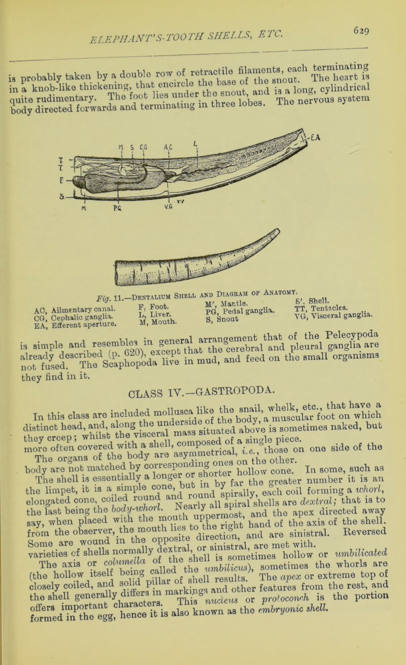 ELEPHANT'S-TOOTH SHELLS, ETC. is probably taken by a double row.of retrac.ilB»out rt S inP knob-like thickening,^bat encircle the basetho ^ cjlindrical in three lobes. The nervous system Fig. H.-Dentalium SHELL °F shell. AO, Alimentary canal. F, Foot. pQ’ Pedal ganglia. TT, Tentacles. CO, Cephalic ganglia. L, Liver. Snout & VG, Visceral ganglia. EA, Efferent aperture. M, Moutm i vi0, :n CTpneral arrangement that of the Pelecypoda is simple and resembles m g A the cerebral and pleural ganglia, are in ”ud’and feed on th0 Bma11 organ,sm> they find in it. CLASS IV.-GASTROPODA. body are not matched by c°1rre9P°IJ^1g^ter hollow cone. In some, such as The shell is essentially a longer or ^orbterfahr°^eW ter number it is an the limpet, it is a simpie co , d Lirally, each coil forming a whorl, elongated cone, coiled ro xreariv all spiral shells are dextral; that is to the last being the body-whorl. Ne yP d tl apex directed away atfiasgsa--£&- ts& closely colled, and bn markings and other features from the rest, and the shell “ ThUgnS,M or protoconch » the portion torme dTnthe egg, hence it is also known as the embryonic Ml.