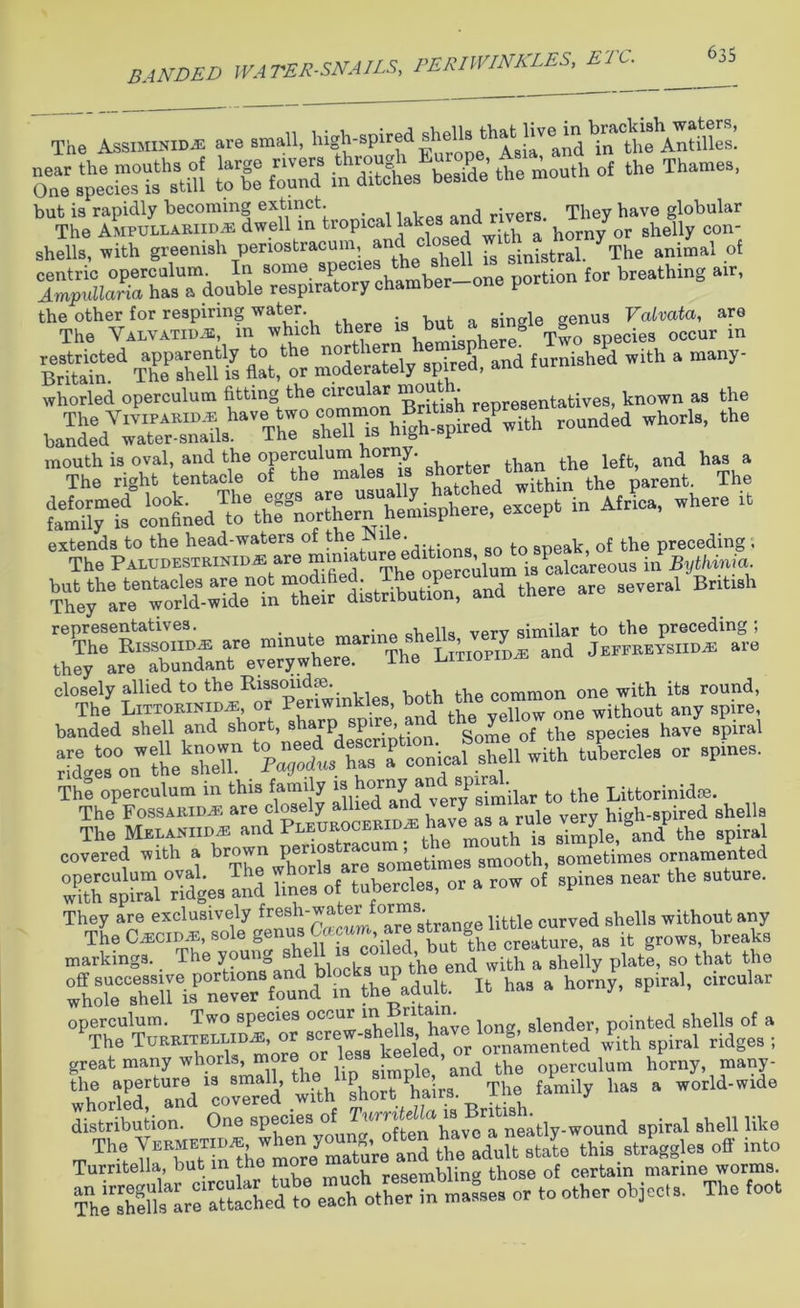 BANDED WATER-SNAILS, PERIWINKLES, E'IC. The AssiMiNiDiE are small, hig^'SP1cr?d Eufope^Asirand Yntiie Antilles. ss sanrsjs s: ss £^Eaa & t*—. shells, with greenish periostracum, an sinistral. The animal of one portion for breathing air, tr u^a - S^ei ThPaT£ flavor molSely spireS, and furnished with a many- whorled operculum fitting the circular mouth t; known as the ■the The ?ig°ht’’teTact9 TiltTldThi^^parenl ” Tim tXt ^ed^tKoXn^re^pt in Africa, where it extends to the head-waters of the IN lie. SDeak of the preceding , The PaludestrinidsE are minujt.i3PcalCareous in Bythinia distribution, and there are several Bntrsh closely allied to the Rissondse. the common one with its round, banded^herrd^hoTt, sharp^ spire, ;and J^sped^ ha?e spSal ‘^McaSAith tubercles or sptnes. The operculum m this family J “J® 1 similar to the Littorinidse. The Fossarid.® are closely all^d and y high-spired shells The Melaniid^ and PL*UR°C^ the spiral covered with a brown pefiostr ^ smoofch, somPetimes ornamented ;TsUp™l°rldgesand te. of tubercles, or a row of spines near the suture. They are exclusively fresh-water form:'’ , curved shells without any The OMVM, sole genus Comm, are as it grows, breaks markings. The young s ’h end with a shelly plate, so that the ;trsririsPCenr8rund tn the'adult. It has a horny, spiral, circular operculum. Two species occur in lon„ slender, pointed shells of a ‘The Tt™™*. or Smented with spiral ridges ; great many whorls, more or less gee ^ operculum horny, many- whorleT and‘coTed with short hairs. The family has a World-Wide dSution. One species of TnrnteUa. “ B^u a iral ,hell like The “*^5 the^nSe this.strPaggles off into Turntella, but in the mo resembling those of certain marine worms. aTt3“^hedT or to other objects. The foot