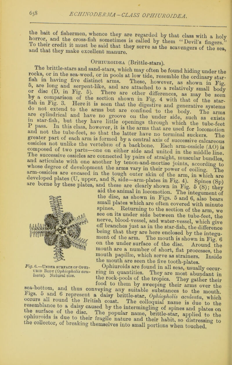 ECHINODERMA - CLASS OPHIUROJDEA. Hllermen's'Vl!enCe ‘!ley are reSarded by that class with a holy horror, and the cross-fish sometimes is called by them “Devil's fingers.” . V r.rdlt lfc,mU8t b,? Said that tbe? serve aa tlle scavengers of the sea and that they make excellent manure. ’ Ophiukoidea (Brittle-stars). The brittle-stars and sand-stars, which may often be found hiding under the ^°rthe T'WTd:- °VU P°0ls atnl0W fcide’ resembJe the ordinary star- h in having five distinct arms. These, however, as shown in Fig. , are long and serpent-like and are attached to a relatively small body or disc (D, in Fig 5). There are other differences, as may be seen fiLa co™parison of the section shown in Fig. 4 with that of the star- fish m Fig 3. Here it is seen that the digestive and generative systems do not extend to the arms but are confined to the body. The^ arms are cylindrical and have no groove on the under side, such as exists P mssr*fiSTn Jhey 1™° htt-e .°PtninSs through which the tube-feet ““ class’ however, it is the arms that are used for locomotion and not the tube-feet, so that the latter have no terminal suckers. The gieater part of each arm is formed by a central axis of successive calcareous ossicles not unlike the vertebrae of a backbone. Each arm-ossicle (AO) is composed of two parts—one on either side and united in the middle line I he successive ossicles are connected by pairs of straight, muscular bundles' and articulate with one another by tenon-and-mortise joints, according to whose degree of development the arms vary in their power of coiling The arm-ossicles are encased in the tough outer skin of the arm, in which are developed plates (U, upper, and S, side—arm-plates in Fig. 4). Spines (Sn) are borne by these plates, and these are clearly shown in Fig. 5 (S); they aid the animal in locomotion. The integument of the disc, as shown in Figs. 5 and 6, also bears small plates which are often covered with minute spines. Returning to the section of the arm, we see on its under side between the tube-feet,’the nerve, blood-vessel, and water-vessel, which give off branches just as in the star-fish, the difference being that they are here enclosed by the integu- ment of the arm. The mouth is shown in Fig! 6 on the under surface of the disc. Around the mouth are a number of short, flat processes, the mouth papillm, which serve as strainers. Inside the mouth are seen the five tooth-plates. Ophiuroids are found in all seas, usually occur- ring in quantities. They are most abundant in the rock-pools of the tropics. They gather their , ,, , f°°d to them by sweeping their arms over tho sea-bottom and thus conveying any suitable substances to the mouth ,Frr,irAnnd ,reP[esefc. a dais^ brittle-star, Ophiopholis aculeata, which occurs aH round the British coast. The colloquial name is due to the t^e Surface6 of the^7 ““m? by the. intermin8lin§ of sPines and plates on tie surface, of the disc. The popular name, brittle-star, applied to the tfclW 18 dfUi6 t0itHeir fragile nature and their habifca 80 distressing to the collector, of breaking themselves into small portions when touched, S #4 Fig. 6.—Under surface of Ophi urid Body (Ophiopholis acu leata). Natural sine.