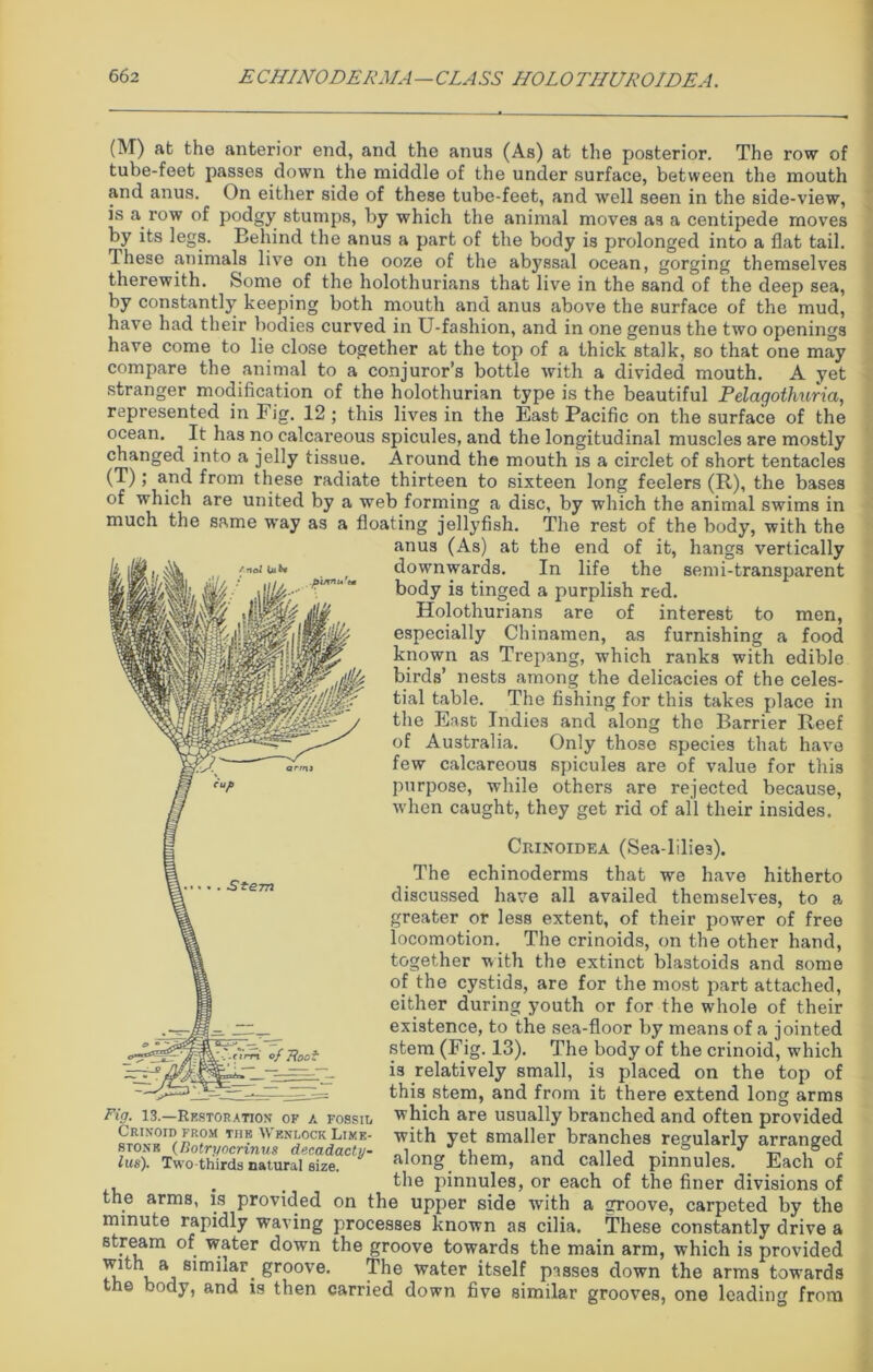 (M) at the anterior end, and the anus (As) at the posterior. The row of tube-feet passes down the middle of the under surface, between the mouth and anus. On either side of these tube-feet, and well seen in the side-view, is a row of podgy stumps, by which the animal moves as a centipede moves by its legs. Behind the anus a part of the body is prolonged into a flat tail. These animals live on the ooze of the abyssal ocean, gorging themselves therewith. Some of the holothurians that live in the sand of the deep sea, by constantly keeping both mouth and anus above the Burface of the mud, have had their bodies curved in U-fashion, and in one genus the two openings have come to lie close together at the top of a thick stalk, so that one may compare the animal to a conjuror’s bottle with a divided mouth. A yet stranger modification of the holothurian type is the beautiful Pelagotlmria, represented in Fig. 12 ; this lives in the East Pacific on the surface of the ocean. It has no calcareous spicules, and the longitudinal muscles are mostly changed into a jelly tissue. Around the mouth is a circlet of short tentacles (T); and from these radiate thirteen to sixteen long feelers (R), the bases of which are united by a web forming a disc, by which the animal swims in much the same way as a floating jellyfish. The rest of the body, with the anus (As) at the end of it, hangs vertically downwards. In life the semi-transparent body is tinged a purplish red. Holothurians are of interest to men, especially Chinamen, as furnishing a food known as Trepang, which ranks with edible birds’ nests among the delicacies of the celes- tial table. The fishing for this takes place in the East Indies and along the Barrier Reef of Australia. Only those species that have few calcareous spicules are of value for this purpose, while others are rejected because, when caught, they get rid of all their insides. / jioI Uit* Crinoidea (Sea-lilie3). The echinoderms that we have hitherto discussed have all availed themselves, to a greater or less extent, of their power of free locomotion. The crinoids, on the other hand, together with the extinct blastoids and some of the cystids, are for the most part attached, either during youth or for the whole of their existence, to the sea-floor by means of a jointed stem (Fig. 13). The body of the crinoid, which is relatively small, is placed on the top of this stem, and from it there extend long arms which are usually branched and often provided with yet smaller branches regularly arranged along them, and called pinnules. Each of the pinnules, or each of the finer divisions of the arms, is provided on the upper side with a groove, carpeted by the minute rapidly waving processes known as cilia. These constantly drive a stream of water down the groove towards the main arm, which is provided with a similar, groove. The water itself passes down the arm3 towards the body, and is then carried down five similar grooves, one leading from Fig. 13.—Restoration of a fossil Crinoid from the W7enlock Lime- stone (Botryocrinus decadacty- lus). Two thirds natural size.