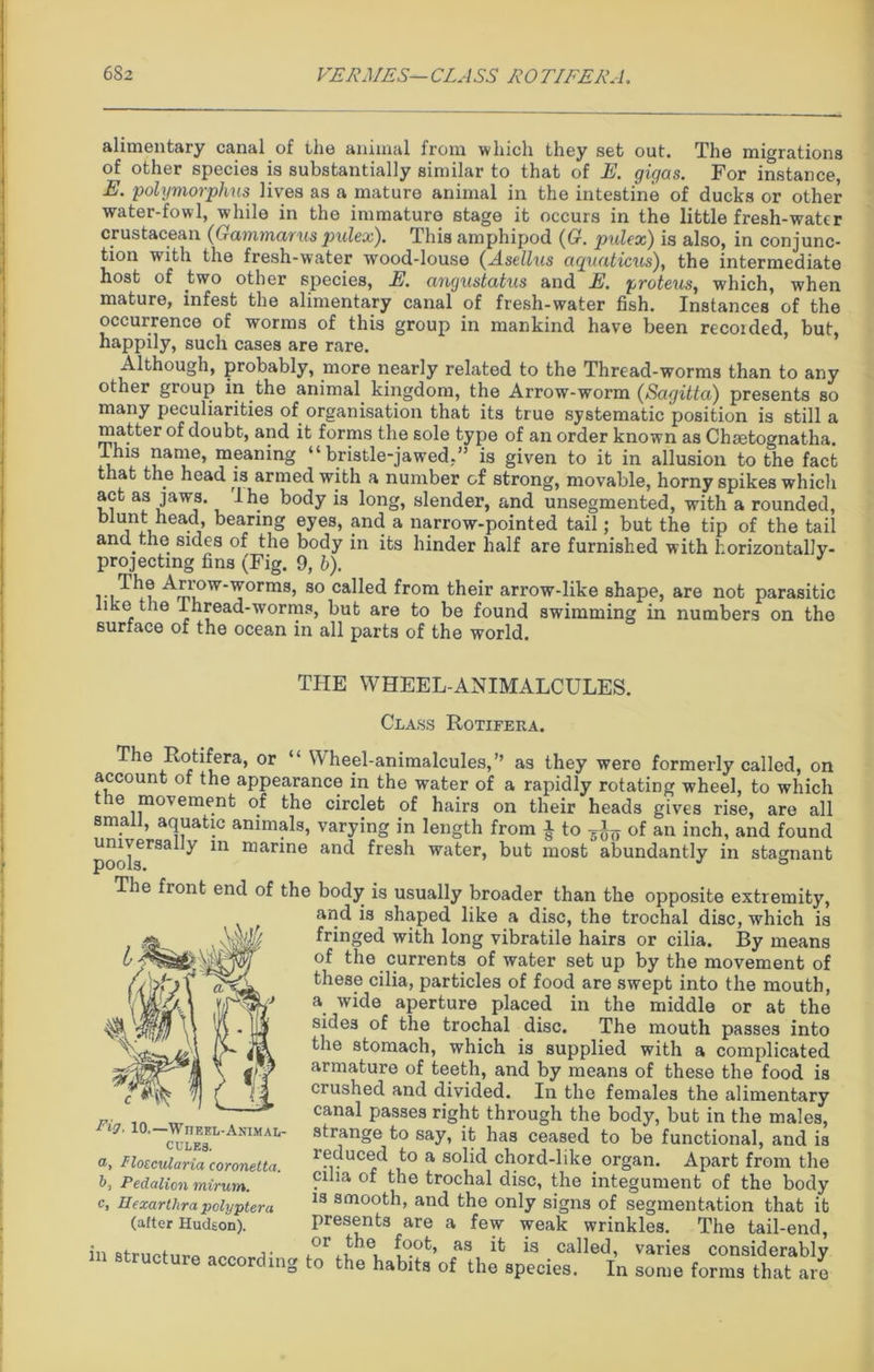 6S2 VERMES—CLASS ROTIFER A. alimentary canal of the animal from which they set out. The migrations of other species is substantially similar to that of E. gigas. For instance, E. polymorphus lives as a mature animal in the intestine of ducks or other water-fowl, while in the immature stage it occurs in the little fresh-water crustacean (G-ccmmciTus pulex). Thisamphipod ((?. pulex) is also, in conjunc- tion with the fresh-water wood-louse (Asellus aquations), the intermediate host of two other species, E. angustatus and E. proteus, which, when mature, infest the alimentary canal of fresh-water fish. Instances of the occurrence of worms of this group in mankind have been recoided, but, happily, such cases are rare. Although, probably, more nearly related to the Thread-worms than to any other group in the animal kingdom, the Arrow-worm (Sagitta) presents so many peculiarities of organisation that its true systematic position is still a matter of doubt, and it forms the sole type of an order known as Chsetognatha. Ihis name, meaning “bristle-jawed.” is given to it in allusion to the fact that the head is armed with a number of strong, movable, horny spikes which act as jaws, I he body is long, slender, and unsegmented, with a rounded, blunt head, bearing eyes, and a narrow-pointed tail; but the tip of the tail and the sides of the body in its hinder half are furnished with horizontally- projecting fins (Fig. 9, 6). J ...^0 Arrow-worms, so called from their arrow-like shape, are not parasitic like the Ihread-worms, but are to be found swimming in numbers on the surface of the ocean in all parts of the world. THE WHEEL-ANIMALCULES. Class Rotifera. The Rotifera, or “ Wheel-animalcules,” as they were formerly called, on account of the appearance in the water of a rapidly rotating wheel, to which the movement of the circlet of hairs on their heads gives rise, are all smalt, aquatic animals, varying in length from i to ^ of an inch, and found —* 111 marine and fresh water, but most abundantly in stagnant The front end of the body is usually broader than the opposite extremity, and is shaped like a disc, the trochal disc, which is fringed with long vibratile hairs or cilia. By means of the currents of water set up by the movement of these cilia, particles of food are swept into the mouth, a wide aperture placed in the middle or at the sides of the trochal disc. The mouth passes into the stomach, which is supplied with a complicated armature of teeth, and by means of these the food is crushed and divided. In the females the alimentary canal passes right through the body, but in the males, strange to say, it has ceased to be functional, and is reduced to a solid chord-like organ. Apart from the cilia of the trochal disc, the integument of the body is smooth, and the only signs of segmentation that it presents are a few weak wrinkles. The tail-end, in structure l „as ifc is varies considerably c mg o the habits of the species. In some forms that are Fig 10.—W iieel-AnimaIi- CULES. Flouularia coronetta. Pedalion mirum. Hexartlira polyptera (after Hudson).