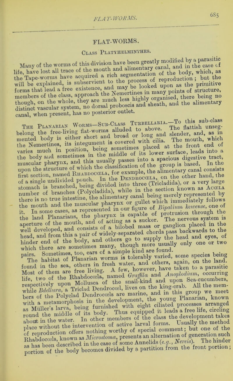 6S5 FLAT-WORMS. Class Platyhelminthes. Many of the worms of this division have beennfar^c^^a^d irfthe case of life have lost all trace of the mouth and alime y ■< - which, as the Tape-worms have “'pfoducffi, but the will be explained, is subseivient P looked upon as the primitive forms that lead a free existence, and y^^ pointa of structure, members of the class, approach x , organised, there being no “* ihe alimentory canal, when present, has no posterior outlet. The PtANAKiat. _ £&*£% belong the free-living i a worm or lon„ anc\ slender, and, as in mented body is either short and b w;th°cilia The mouth, which the Nemertines, its integument » at the front end of varies much in position, being urCersurface, leads into a the body and sometimes m ‘he digestive tract, muscular pharynx, and t ., i ^ :«cati0n of the group is based. In the upon the structure of wlucli t b h fch afimentary canal consists first section, named Rhabdociela,tor exa p » ou the other hand, the of a single undivided pouch. In t - , (Tricladida') or a very large stomach is branched, being divide in ( section known as Accela number of branches (Polycladjda , whilerepre8ented by there is no true intestine, the a n y which immediately follows the mouth and the musc“ “ ? ^Yn our figure of Bipalium kewense, one of it. In some cases, as represented in pur n ure o £ . through tho the land Planarians, the phaiynx is ^ sucher. ^The nervous system is aperture of the mouth, and of a g masa ^ „angli0n placed in the well developed, and consis s 0 semrated chords pass backwards to the head, and from this a parr ofhead and eyes, of hinder end of the body, and & nrp USUallv only one or two which there are sometimes many, though more usually on y -e species being found in the sea, others in fresh Sen to a parLitta ^r.wo‘jrthrRh|bdoS S/a metamOTphosis in the development, the young Plananan, known ® i P Sincr furnished with ei«ht ciliated processes arranged as Mui ers an a, be g i equipped it leads a free life, circling round the imdc le of itsXr members of the class the development takes fdac^w^Um^^^i^ntervent^ioi^ gpec\al°comme^it ^on^rd^the portion of the body becomes divided by a partition from the front portion;