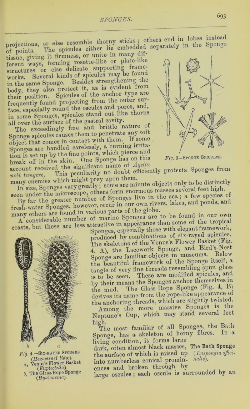 Fig. 3—Spoxgk Spicules. rpotr -bedcLj^L^;1 int: Xl Sent gwlys? f^Sg^tte-Uke S P^e-like structures or else delicate supportmg frame- works. Several kinds of spicules may be found in the same Sponge. Besides strengthening the body, they also protect it, as is evident fro their position. Spicules of the anchor type aie frequently found projecting from the outer su- face especially round the oscules and pores, and, In sonrn Sponges, spicules stand out like thorns all over the surface of the gastral cavity. The exceedingly fine and brittle nature of Sponge spicules causes them to penetrate any so object that comes in contact with them. If some Sponges are handled carelessly, a burning irrita- tion is set up by the fine points, which pierce and break off inVe skin. . One Sponge has on this StoJer,eThtVSarity no doubt efficiently protects Sponges from many enemies objects only to be distinctly la,“5> a,,d ronds’ “4 many others are found’Tmartae'^Sponges8 are to be found in our own AtCT,fthese a“”ess^attractive inappefrance than some of the tropical coasts, but these are a especially those with elegant framework, produced by combinations of six-rayed spicules. The skeletons of the Venus’s Flower basket (Fig. 4 A), the Lacework Sponge, and Bird s-JN est Sponge are familiar objects in museums. Below the beautiful framework of the Sponge itself, a tangle of very fine threads resembling spun glass is to be seen. These are modified spicules, and by their means the Sponges anchor themselves in the mud. The Glass-Rope Sponge (Fig. 4, B) derives its name from the rope-like appearance of the anchoring threads, which are slightly twisted. Amon<* the more massive Sponges is the Neptune’s Cup, which may stand several feet The most familiar of all Sponges, the Bath Sponge, has a skeleton of horny fibres. In a living condition, it forms large dark, often almost black masses, The Bath Sponge F,g. 4.-Six-rayed SroNGKS ^ surface of which is raised up (Empongia offiei- „ fS'iCXk.t into numberless conical promin- ««(*). ’ (Euplectella) ences and broken through by b, The Ghss-Rope Sponge , oscuie3 • each oscule is surrounded by an (llyalonema) ’