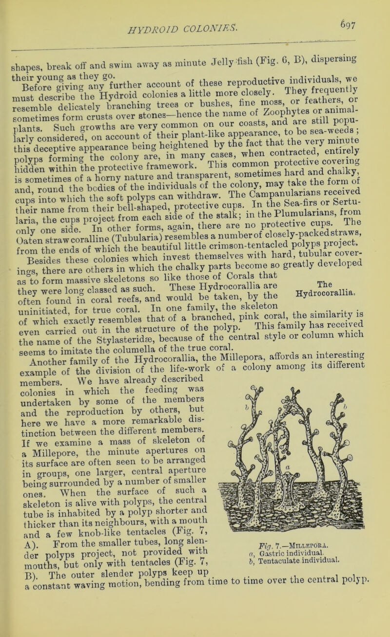 HYDRO ID COLONIES. shapes, break off and swim away as minute Jellyfish (Fig. G, B), dispersing thBrfoTggiv?ng'2/further account of these reproductive individuals we must descSbe fhe hydroid colonies a little -ore closely Th«y frequently resemble delicately branching trees or bushes, fine ™°®B> animal- G&lSSl cnmpt-imes of a hornv nature and transparent, sometimes hard and chaJl y, y' j tpe bodies of the individuals of the colony, may take the form o ps In to w li ich ^th e'soft poly ps can withdraw. The ***£%?££« rJS4S Oa^rls^aw^oran^e^Tubuhlrtatl'^ttnbhs^aiiuntbrrttf^clos^y^acked straws, infs, there are others in which the chalky parts become so greatly developed as to form massive skeletons so like those of Corals that they were long classed as such These Hydrocorallia are Jchorania, often found in coral reefs, and would be taken, by the nninitiatpd for true coral. In one family, the skeleton of which exactly resembles that of a_ branched, pink coral the >] even carried out in the structure of the polyp. This family has recen ea the name of the Stylasteridm, because of the central style or column whi orar.w.0 fr, imitatp the columella of the true coral. Another family of the Hydrocorallia, the Millepora, affords an in teres ing example of the division of the life-work of a colony among its different members. We have already described colonies in which the feeding was undertaken by some of the members and the reproduction by others, but here we have a more remarkable dis- tinction between the different members. If we examine a mass of skeleton of a Millepore, the minute apertures on its surface are often seen to be arranged in groups, one larger, central aperture being surrounded by a number of smaller one3. When the surface of such a skeleton is alive with polyps, the central tube is inhabited by a polyp shorter and thicker than its neighbours, with a mouth and a few knob-like tentacles (Fig. 7, A) From the smaller tubes, long slen- der polyps project, not provided with mouths, but only with tentacles (r ig. 1, Tt\ The outer slender polyps keep up , , a constant waving motion, bending from time to time over the central polyp. Fig, 7.—MiLLF.roRA. re, Gastric individual. b, Tentaculate individual.