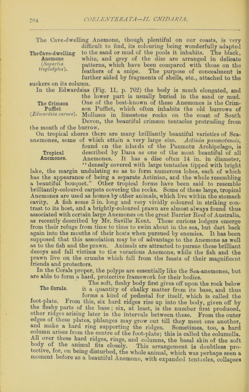 CO EI. EN TER A TA—II. CNTDAR/A. 7°4 The Cave-dwelling Anemone (Saqartia troglodytes). The Cave-dwelling Anemone, though plentiful on our coasts, is very difficult to find, its colouring being wonderfully adapted to the sand or mud of the pools it inhabits. The black, white, and grey of the disc are arranged in delicate patterns, which have been compared with those on the feathers of a snipe. The purpose of concealment is further aided by fragments of shells, etc., attached to the suckers on its column. In the Edwardsias (Fig. 11, p. 702) the body is much elongated, and the lower part is usually buried in the sand or mud. The Crimson One of the best-known of these Anemones is the Crim- Pufflet son Pufflet, which often inhabits the old burrows of {Edwardsia canted). Molluscs in limestone rocks on the coast of South Devon, the beautiful crimson tentacles protruding from the mouth of the burrow. On tropical shores there are many brilliantly beautiful varieties of Sea- anemones, some of which attain a very large size. Actinia paumotensis, found on the islands of the Paumotu Archipelago, is Tropical described by Dana as one of the most beautiful of all Anemones. Anemones. It has a disc often 14 in. in diameter, ‘ ‘ densely covered with large tentacles tipped with bright lake, the margin undulating so as to form numerous lobes, each of which has the appearance of being a separate Actinian, and the whole resembling a beautiful bouquet. Other tropical forms have been said to resemble brilliantly-coloured carpets covering the rocks. Some of these large, tropical Anemones are used as homes by other animals, which live within the stomach cavity. A fish some 3 in. long and very vividly coloured in striking con- trast to its host, and a brightly-coloured prawTn are almost always found thus associated with certain large Anemones on the great Barrier Reef of Australia, as recently described by Mr. Saville Kent. These curious lodgers emerge from their refuge from time to time to swim about in the sea, but dart back again into the mouths of their hosts when pursued by enemies. It has been supposed that this association may be of advantage to the Anemone as well as to the fish and the prawn. Animals are attracted to pursue these brilliant decoys and fall victims to the voracious Anemone, while the fish and the prawn live on the crumbs which fall from the feasts of their magnificent friends and protectors. In the Corals proper, the polyps are essentially like the Sea-anemones, but are able to form a hard, protective framework for their bodies. The soft, fleshy body first gives off upon the rock below it a quantity of chalky matter from its base, and thus forms a kind of pedestal for itself, which is called the foot-plate. From this, six hard ridges rise up into the body, given off by the fleshy parts of the base ; six, at least, is the number first produced, other ridges arising later in the intervals between these. From the outer edges of these plates, phlanges may grow out till they meet one another, and make a hard ring supporting the ridges. Sometimes, too, a hard column arises from the centre of the foot-plate; this is called the columella. All over these hard ridges, rings, and columns, the basal skin of the soft body of the animal fits closely. This arrangement is doubtless pro- ec ive, for, on being disturbed, the whole animal, which was perhaps seen a moment before as a beautiful Anemone, with expanded tentacles, collapses The Corals.