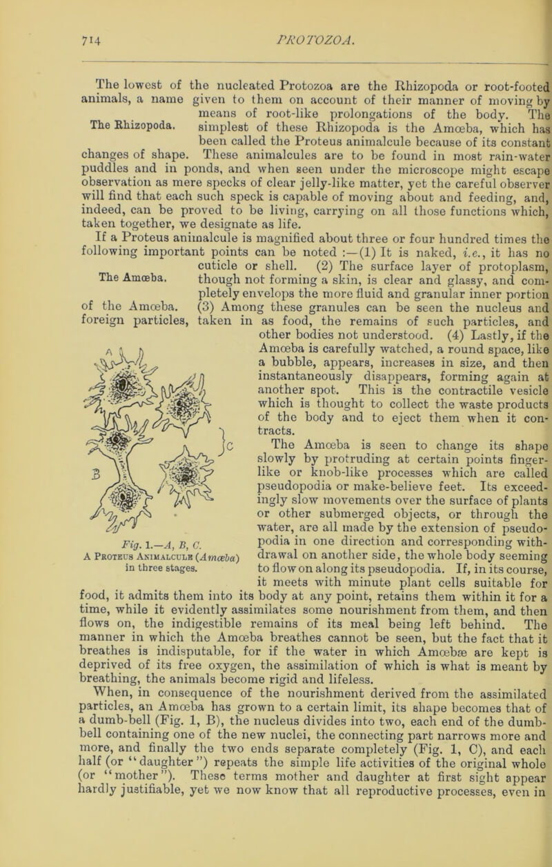 The lowest of animals, a name the nucleated Protozoa are the Rhizopoda or root-footed given to them on account of their manner of moving by means of root-like prolongations of the body. The simplest of these Rhizopoda is the Amoeba, which has been called the Proteus animalcule because of its constant changes of shape. These animalcules are to be found in most rain-water The Rhizopoda. The Amoeba. of the Amoeba, foreign particles, puddles and in ponds, and when seen under the microscope might escape observation as mere specks of clear jelly-like matter, yet the careful observer will find that each such speck is capable of moving about and feeding, and, indeed, can be proved to be living, carrying on all those functions which, taken together, we designate as life. If a Proteus animalcule is magnified about three or four hundred times the following important points can be noted (1) It is naked, i.c., it has no cuticle or shell. (2) The surface layer of protoplasm, though not forming a skin, is clear and glassy, and com- pletely envelops the more fluid and granular inner portion (3) Among these granules can be seen the nucleus and taken in as food, the remains of such particles, and other bodies not understood. (4) Lastly, if the Amoeba is carefully watched, a round space, like a bubble, appears, increases in size, and then instantaneously disappears, forming again at another spot. This is the contractile vesicle which is thought to collect the waste products of the body and to eject them when it con- tracts. The Amoeba is seen to change its shape slowly by protruding at certain points finger- like or knob-like processes which are called pseudopodia or make-believe feet. Its exceed- ingly slow movements over the surface of plants or other submerged objects, or through the water, are all made by the extension of pseudo- podia in one direction and corresponding with- drawal on another side, the whole body seeming to flow on along its pseudopodia. If, in its course, it meets with minute plant cells suitable for food, it admits them into its body at any point, retains them within it for a time, while it evidently assimilates some nourishment from them, and then flows on, the indigestible remains of its meal being left behind. The manner in which the Amoeba breathes cannot be seen, but the fact that it breathes is indisputable, for if the water in which Amoebae are kept is deprived of its free oxygen, the assimilation of which is what is meant by breathing, the animals become rigid and lifeless. When, in consequence of the nourishment derived from the assimilated particles, an Amoeba has grown to a certain limit, its shape becomes that of a dumb-bell (Fig. 1, B), the nucleus divides into two, each end of the dumb- bell containing one of the new nuclei, the connecting part narrows more and more, and finally the two ends separate completely (Fig. 1, C), and each half (or “daughter”) repeats the simple life activities of the original wholo (or “mother”). These terms mother and daughter at first sight appear hardly justifiable, yet we now know that all reproductive processes, even in Fig. l.—A, B, C. A Proteus Animalcule (Amoeba) in three stages.