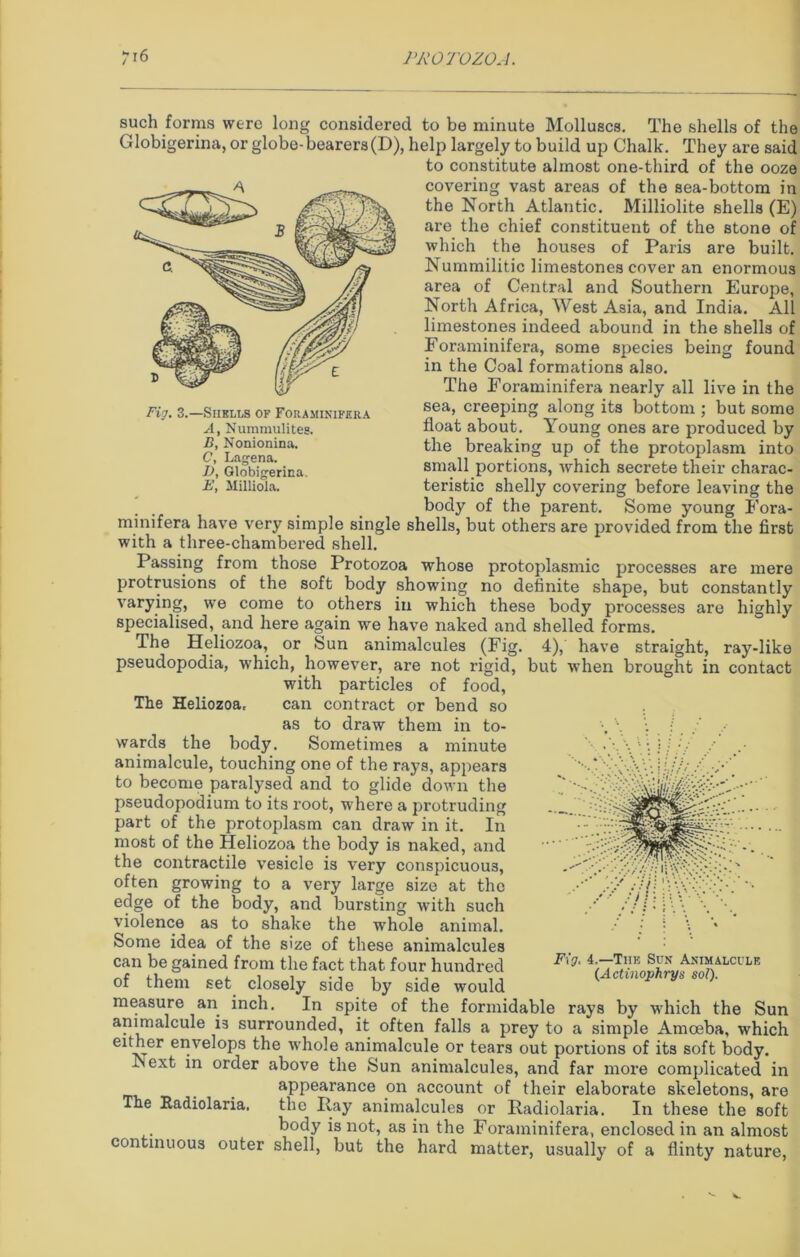 Fig. 3.—Shells of Foraminifera A, Nummulites. B, Nonionina. C, Lagena. 1), Globigerica. E, Milliola. such forms were long considered to be minute Molluscs. The shells of the Globigerina, or globe-bearers (D), help largely to build up Chalk. They are said to constitute almost one-third of the ooze covering vast areas of the sea-bottom in the North Atlantic. Milliolite shells (E) are the chief constituent of the stone of which the houses of Paris are built. Nummilitic limestones cover an enormous area of Central and Southern Europe, North Africa, West Asia, and India. All limestones indeed abound in the shells of Foraminifera, some species being found in the Coal formations also. The Foraminifera nearly all live in the sea, creeping along its bottom ; but some float about. Young ones are produced by the breaking up of the protoplasm into small portions, which secrete their charac- teristic shelly covering before leaving the body of the parent. Some young Fora- minifera have very simple single shells, but others are provided from the first with a three-chambered shell. Passing from those Protozoa whose protoplasmic processes are mere protrusions of the soft body showing no definite shape, but constantly varying, we come to others in which these body processes are highly specialised, and here again we have naked and shelled forms. The Heliozoa, or bun animalcules (Fig. 4), have straight, ray-like pseudopodia, which, however, are not rigid, but when brought in contact with particles of food, The Heliozoa, can contract or bend so as to draw them in to- wards the body. Sometimes a minute animalcule, touching one of the rays, appears to become paralysed and to glide down the pseudopodium to its root, where a protruding part of the protoplasm can draw in it. In most of the Heliozoa the body is naked, and the contractile vesicle is very conspicuous, often growing to a very large size at the edge of the body, and bursting with such violence as to shake the whole animal. Some idea of the size of these animalcules can be gained from the fact that four hundred of them set closely side by side would measure an inch. In spite of the formidable rays by which the Sun animalcule is surrounded, it often falls a prey to a simple Amoeba, which either envelops the whole animalcule or tears out portions of its soft body, biext in order above the Sun animalcules, and far more complicated in appearance on account of their elaborate skeletons, are the Ray animalcules or Radiolaria. In these the soft body is not, as in the Foraminifera, enclosed in an almost Fig, 4.—The Sun Animalcule (Actinophrys sol). The Radiolaria, continuous outer shell, but the hard matter, usually of a flinty nature,