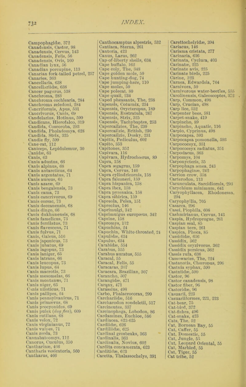 Campophagidaj, 372 Canadensis, Castor, 98 Canadensis, Cervus, 143 Canadensis, Felis, 56 Canadensis, Ovis, 160 Canadian lynx, 56 Canadian porcupine, 113 Canarian fork-tailed petrel, 257 Canaries, 303 Cancellaria, 638 Cancellariidae, 638 Cancer pagurus, 538 Canchroma, 283 Canchroina cochlearia, 284 Canchroma zeledoni, 284 Cancriformis, Apus, 531 Cancrivorus, Can is, 69 Candelarius, Hotinus, 599 Candicans, Hierofalco, 319 Candida, Coscoroba, 293 Candida, Pholadomya, 628 Candida, Strix, 325 Candle fly, 599 Cane-rat, 112 Caniceps, Lepidolemur, 30 Oanidfe, 63 Canis, 63 Canis adustus, 66 Canis alpinus, 68 Canis antarcticus, 64 Canis argentatus, 71 Canis aureus, 63 Canis azarae, 69 Canis bengalensis, 73 Canis cama, 73 Canis cancrivorus, 69 Canis corsac, 73 Canis deccanensis, 68 Canis dingo, 66 Canis dukhunensis, 68 Canis famelicus, 73 Canis ferrilatus, 73 Canis flavescens, 71 Canis fulvus, 71 Canis, Galeus, 516 Canis japonicus, 73 Canis jubatus, 69 Canis lagopus, 73 Canis laniger, 65 Canis latrans, 66 Canis leucopus, 73 Canis lupus, 64 Canis macrotis, 73 Canis mesomelas, 66 Canis montanus, 71 Canis niger, 65 Cmis niloticus, 71 Canis pallipes, 64 Canis pennsylvanicus, 71 Canis prinifevus, 68 Canis procyonides, 69 Canis pulex {cloy flea), 609 Canis rutilans, 68 Canis velox, 72 Canis virginianus, 72 Canis vulpes, 71 Canis zerda, 73 Cannabateomys, 112 Canorus, Cueulus, 350 Cantharinae, 466 Cantharis vesicatoria, 560 Cantliarus, 466 Canthocamptus alpestris, 532 Cantiaca, Sterna, 261 Cantoria, 423 Canus, Larus, 262 Cap-of-liberty sliells, 634 Cape buffalo, 102 Cape coly, The, 348 Cape golden mole, 50 Cape hunting-dog, 74 Cape jumping-hare, 110 Cape moles, 50 Cape polecat. 80 Cape quail, 234 Caped pheasants, The, 238 Capensis, Coturnix, 234 Capensis, Orycteropus, 189 Capensis, Rostratula, 267 Capensis, Strix, 325 Capensis, Tachybaptes, 253 Capercailzies, The, 230 Capercailzie, British, 230 Capercailzie, Dusky, 231 Capitis, Pediculus, 602 Capito, 353 Capitones, 352 Capivara, 116 Capivara, Hydrochcerus, 89 Capra, 158 Capra ajgagrus, 159 Capra, Cervus, 146 Capra cylindricornis, 158 Capra falconeri, 159 Capra hispanica, 158 Capra ibex, 158 Capra pyrenaica, 158 Capra sibirica, 159 Capreola, Pelea, 151 Capreolus, 146 Caprimulgi, 342 Oaprimulgus europfeus, 342 Capiine, 158 Capromys, 112 Capuchins, 24 Capuchin, White-throated, 24 Capulidse, 634 Capulus, 634 Carabidse, 554 Carabus, 555 Carabus auratus, 555 Caracal, 55 Caracal, Felis, 55 Caracaras, 307 Caracara, Brazilian, 307 Carancho, 307 Carangidse, 471 Caranx, 471 Carassius, 493 Carbo, Phalacrocorax, 299 Carchariidae, 516 Carcharodon rondeletii, 517 Carcineutes, 337 Carcinophaga, Lobodon, 86 Cardamines, Euchloe, 586 Cardiacea. 623-625 Cardiidm, 626 Cardiliidae, 625 Cardinal grosbeaks, 363 Cardinalis, 303 Cardinalis, Novius, 602 Cardita concamerata, 623 Carditidse, 623 Caretta, Thalassochelys, 391 I Carettoclielyidae, 394 Cariacus, 146 Cariama cristata, 277 Carinaria, 636 Carinata, Cyclura, 403 Carinate, 225 Carinate avis, 225 Carinate birds, 225 Carine, 323 Carnea, Edwardsia, 704 Carnivora, 50 Carnivorous water-beetles, 555 Carolinensis, Galeoscoptes, 372 Carp, Common, 498 Carp, Crucian, 498 Carp lice, 532 Carpenter bees, 581 Carpet-snake, 419 Carpinclio, 89 Carpincho, Aquatic, 116 Carpio, Cyprinus, 498 Carpocapsa. 593 Carpocapsa pomonella, 593 Carpococeyx, 351 Carpococeyx radiatus, 351 Carpodacus, 363 Carpomys, 104 Carponycteris, 35 Carpopiiaga enea, 243 Carpopliaginse, 242 Carrion crow, 358 Carterodon, 113 Carunculata, Sarcidiornis, 293 Carycliium minimum, 641 Caryophyllacea, Rhodonessa, 294 Caryophyllia, 705 Casarca, 296 Casei, Piophila, 608 Cashmirianus, Cervus, 143 Caspia, Hydroprogue, 261 Caspian seal, 85 Caspian tern, 261 Caspica, Phoca, 85 Cassididse, 636 Cassidix, 362 Cassidix oryzivorus. 362 Cassidix persicus, 362 Cassis rufa, 636 Cassowaries, The, 224 Castanotis, Choeropus, 206 Castnia syphax, 590 Castniidse, 590 Castor, 96 Castor canadensis, 98 Castor fiber, 96 Castoridas, 96 Casuarii, 223 Casuariiformes, 221, 223 Cat-bear, 75 Cat-bird, 372 Cat-fishes, 496 Cat-snake, 423 Cats, The. 52 Cat, Bornean Bay, 55 Cat, Caffer, 55 Cat, Domestic, 55 Cat, Jungle, 55 Cat, Leopard Oriental, 55 Cat, Marbled, 55 Cat, Tiger, 55 Cat tribe, 52