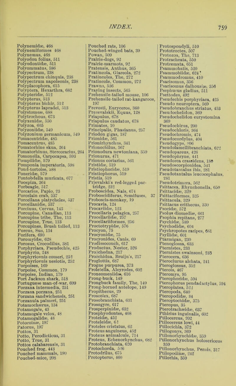 Polynemidte, 468 Polynemiformes 468 Polynemus, 468 Polyodon folius, 511 Polyodontidae, 511 Polyommatus, 586 Polypectrum, 238 Polypectrutn chinquis, 238 Polypectrum napoleonis, 238 Polyplacophora, 615 Polyptera, Hexarthra, 682 Polvpteridae, 512 Polypterus, 513 Polypterus bichir, 512 Polypterus lapradei, 513 Polystomete, 688 Polytrochous, 673 Polyxenida), 550 Polyzoa, 665 Polyzoniidas, 549 Polyzonium germanicum, 549 Pomacentridae, 485 Pomacentrus, 485 Pomatorhine skua, 264 Pomatorhinus, Stercorarius, 264 Poinonella, Carpocapsa, 593 Pompilidae, 579 Pomponia imperatoria, 598 Pond-tortoise, 388 Poneridae, 579 Pontobdella muricata, 677 Poospiza, 364 Porbeagle, 517 Porcarius, Papio, 23 Porcelain crab, 537 Porcellana platyclieles, -537 Porcellanidte, 537 Porcinus, Cervus, 143 Porcupine, Canadian, 113 Porcupine tribe, The, 113 Porcupine, True, 113 Porcupines, Brush tailed, 113 Porcus, Sus, 134 Porifera, 690 Poromyidae, 628 Porosus, Crocodilus, 381 Porphyriaca, Pseudechis, 425 Porphyrio, 248 Porphyriovnis comeri, 252 Porphyriovnis nesiotis, 252 Porpoises, 169 Porpoise, Common, 179 Porpoise, Indian, 179 Port Jackson shark, 518 Portuguese man-of-war, 699 Porzana intermedia, 251 Porzana porzana, 251 Porzana sandwichensis, 251 Porzanula palmeri, 251 Potamochferus, 134 Potamogale, 43 Potamogale velox, 48 Potamogalidm, 48 Potoroinas, 197 Patorus, 197 Pottos, 31 Potto, Perodicticus, 31 Potto, True, 31 Pottos calabarensis, 31 Pouched frog, 443 Pouched mammals, 190 Pouched-mice, 208 Pouched rats, 106 Pouched-winged bats, 39 Powan, 509 Prairie-dogs, 92 Prairie-marmots, 92 Pratensis, Anthus, 365 Pratincola, Glareola, 272 Pratincoles, The, 272 Pratincole, Common, 272 Prawn3, 536 Praying insects, 565 Prehensile-tailed mouse, 106 Prehensile-tailed rat-kangaroos, 197 Prevosti, Euryceros, 360 Pre2evalskii, Equus, 128 Priapulus, 678 Priapulus caudatus, 678 Primates, 10 Principalis, Phasianus, 237 Priodon gigas, 187 Prionidas, 561 Prionirhynchus, 341 Prionochilus, 367 Prionodura newtoniana, 359 Prionurus, 471 Prionus coriarius, 561 Pristidas, 519 Pristiophoridaj, 519 Pristiophorus, 519 | Pristis, 519 Prjevalski's red-legged par- tridge, 232 Proboscidea, Nais, 674 Proboscidiferus, Semifuses, 37 Proboscis-monkey, 19 Procavia, 124 Procaviidae, 123 Procellaria pelagica, 257 Procellariidse, 257 Procellariiforines, 256 Proctotrypidse, 576 Procyon, 75 Procyonidae, 75 Proeyonides, Canis, 69 Prodissoconch, 617 Productus, Nestor, 326 Proechedna, 217 Proechidna, Bruijn's, 217 Proglottis, 687 Progne purpurea, 373 Proletella, Aleyrodes, 602 Proneomeniidaa, 616 Prong-buck, 149 Prongbuck family, The, 149 Prong-horned antelope, 149 Propithecus, 29 Proscolex, 687 Prosobranchiata, 631 Prosogyre, 617 Prosperpinidae, 632 Prosphyodontes, 408 Proteidae, 452 Proteleidfe, 61 Proteles cristatus, 62 | Proteus anguineus, 452 Proteus animalcule, 714 Proteus, Echenorhynchus, 682 Protobranchiata, 620 i Protochorda, 526 Protodrilus, 675 Protopterus, 460 Protospondyli, 510 Prototroctes, 507 Protozoa, The, 713 Protracheata, 550 Protremata, 651 Psammobatis, 520 Psammobiidae, 624’ Psammodromus, 410 Psarisomus, 356 Psarisomus dalhousiaj, 356 Psephuius gladius, 511 Psettodes, 492 Pseudechis porphyriaca, 425 Pseudo neuroptera, 569 Pseudobranchus striatus, 453 Pseudochelidon, 369 Pseudochelidon eurystomina 369 Pseudochirus, 200 Pseudochloris, 364 Pseudochromis, 474 Pseudocordylus, 404 Pseudogyps, *06 Pseudolamellibranchiata, 622 Pseudopareus, 426 Pseudophryne, 441 Pseudorca crassidens, 180 Pseudoscorpionidea, 541 Pseudotantalus ibis, 281 Pseudotantalus leucocephalus. 281 Pseudotrimera, 562 Psittacea, Rhynclionella, 650 Psittacidae, 329 Psittaciformes, 325 Psittacula, 329 Psittacus erithecus, 330 j Psocidas, 572 Psolus diomediae, 661 Psophia repitans, 277 Psvchidae, 589 Psychodidae, 604 Psychropotes raripes, 661 Psyllidae, 601 Ptarmigan, 230 Ptenoglossa, 633 Pternistes, 233 Pternistes swainsoni, 233 Pterocera, 636 Pteroclurus alchata, 241 Pteroglossus, 352 Pterois, 467 Pteromys, 95 Pterophoridaj, 594 Pterophorus pendadactylus, 594 Pteroplatea, 521 Pteropoda, 640 Pteropodidae, 34 Pteroptochidae, 375 Pteropus, 35 Pterotrachseidae, 637 Pthirius inguinalis, 602 Ptilocercus, 202 Ptilocereus lowi, 44 ! Ptilocichla, 372 1 Ptilogonys, 369 Ptilonorhynchidie, 359 Ptilonorhynchus holosericeus 359 Ptilonorhynchus, Pernis, 317 Ptilopodinaj, 242 Ptilorhis, 359