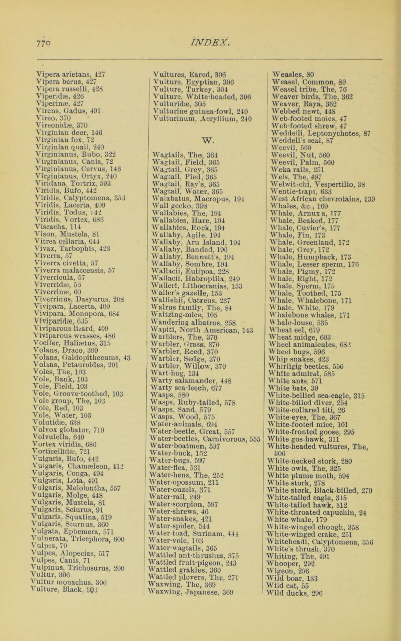 Vipera arietans, 427 Vipera berus, 427 Vipera russelli, 42S Viper.dae, 42t> Viperinae, 427 Virens, Gadus, 491 Vireo, 370 Vireonidas, 370 Virginian deer, 146 Virginian fox, 72 Virginian quail, 240 Virginianus, Bubo, 322 Virginianus, Canis, 72 Virginianus, Oervus, 146 Virginianus, Ortyx, 240 Viridana, Tortrix, 593 Viridis, Bufo, 442 Viridis, Calyptomena, 35j Viridis, Lacerta, 409 Viridis, Tod us, <42 Viridis, Vortex, 686 Viscacha, 114 Vison, Mustela, 81 V itrea cellaria, 644 Vivax, Tarbophis, 423 Viverra, 57 Viverra civetta, 57 Viverra malaccensis, 57 Viverricula, 57 Viverridas, 56 Viverrinse, 60 Viverrinus, Dasyurus, 208 Vivipara, Lacerta, 409 Vivipara, Monopora, 684 Viviparidae, 635 Viviparous lizard, 409 Viviparous wrasses, 486 Vocifer, Haliastus, 315 Volans, Draco, 399 Volans, Galdopithecums, 43 Volins, Petauroides, 201 Voles, The, 103 Vole, Bank, 103 Vole, Field, 103 Vole, Groove-toothed, 103 Vole group, The, 103 Vole, Eed, 103 Vole, Water, 103 Volutidse, 638 Volvox globator, 719 Volvulella, 640 Vortex viridis, 686 Vorticellidfe, 721 Vulgaris, Bufo, 442 Vulgaris, Chamaeleon, 412 Vulgaris, Conga, 494 Vulgaris, Lota, 491 Vulgaris, Melolontha, 557 Vulgaris, Molge, 448 Vulgaris, Mustela, 81 Vulgaris, Sciurus, 91 Vulgaris, Squatina, 519 Vulgaris, Stum us, 360 Vulgata, Ephemera, 571 Vulnerata, Triecphora, 600 Vulpes, 70 Vulpes, Alopecias, 517 Vulpes, Canis, 71 Vulpinus, Trichosurus, 200 Vultur, 306 Vultur monachus, 306 Vulture, Black, 306 Vultures, Eared, 306 | Vulture, Egyptian, 306 Vulture, Turkey, 304 Vulture, White-headed, 306 Vulturidae, 305 Vulturine guinea-fowl, 240 Vulturinum, Acryllium, 240 W. Wagtails, The, 364 Wagtail, Field, 365 Wagtail, Grey, 365 Wagtail, Pied, 365 Wagtail, Ray’s, 365 Wagtail, Water, 365 Walabatus, Macropus, 191 Wall gecko, 393 Wallabies, The, 194 J Wallabies, Hare, 194 I Wallabies, Rock, 194 Wallaby, Agile, 194 ; Wallaby, Aru Island, 194 | Wallaby, Banded, 196 | Wallaby, Bennett's, 194 Wallaby, Sombre, 194 Wallacii, Eulipoa, 228 Wallacii, Habroptila, 249 Walleri, Lithoeranias, 153 Waller's gazelle, 153 Walliehii, Catreus, 237 Walrus family, The, 84 Waltzing-mice, 105 Wandering albatros, 258 Wapiti, North American, 143 i Warblers, The, 370 Warbler, Grass, 370 Warbler, Reed, 370 Warbler, Sedge, 370 Warbler, Willow, 370 Wart-hog, 134 Warty salamander, 448 Warty sea-leech, 677 Wasps, 580 Wasps, Ruby-tailed, 578 Wasps, Sand, 579 Wasps, Wood, 575 Water-animals, 694 Water-beetle, Great, 557 Water-beetles, Carnivorous, 555 Water-boatmen, 597 Water-buck, 152 I Water-bugs, 597 Water-flea, 531 Water-hens, The, 252 j Water-opossum, 211 | Water-ouzels, 371 Water-rail, 249 I Water-scorpion, 597 j Water-shrews, 46 Water-snakes, 421 Water-spider, 544 Water-toad, Surinam, 444 Water-vole, 103 Water-wagtails, 365 Wattled ant-thrushes, 375 Wattled fruit-pigeon, 243 Wattled grakles, 360 Wattled plovers, The, 271 Waxwing, The, 369 Waxwing, Japanese, 369 Weasles, 80 Weasel, Common, 80 Weasel tribe, The, 76 Weaver birds, The, 362 Weaver, Baya, 362 Webbed newt, 448 Web-footed moies, 47 Web-footed shrew, 47 Weddelli, Leptonychotes, 87 Weddell’s seal, 87 I Weevil, 560 I Weevil, Nut, 560 Weevil, Palm, 560 Weka rails, 251 j Weis, The, 497 Welwit-chi, Vespertilio, 38 | Wentle-traps, 633 West African chevrotains, 139 i Whales, &c., 169 I Whale, Arnux s, 177 | Whale, Beaked, 177 j Whale, Cuvier’s, 177 j Whale, Fin, 173 j Whale, Greenland, 172 | Whale, Grey, 172 j Whale, Humpback, 173 | Whale, Lesser sperm, 176 ; Whale, Pigmy, 172 ! Whale, Right, 172 | Whale, Sperm, 175 Whale, Toothed, 175 Whale, Whalebone, 171 Whale, White, 179 Whalebone whales, 171 W hale-louse, 535 Wheat eel, 679 Wheat midge, 603 Wheel animalcules, 682 Wheel bugs, 596 Whip snakes, 423 Whirligig beetles, 556 White admiral, 585 White ants, 571 White bats, 39 White-bellied sea-eagle, 315 White-billed diver, 254 White-collared titi, 26 White-eyes, The, 367 White-footed mice, 101 White-fronted goose, 295 White gos hawk, 311 White-headed vultures, The, 306 : White-necked stork, 280 White owls, The, 325 | White plume moth, 594 White stork, 278 White stork. Black-billed, 279 White-tailed eagle, 315 White-tailed hawk, 312 White-throated capuchin, 24 White whale, 179 White-winged chough, 358 White-winged crake, 251 Whiteheadi, Calyptomena, 356 White's thrush, 370 Whiting, The, 491 Whooper, 292 Wigeon, 296 Wild boar, 133 Wild cat, 55 Wild ducks, 296