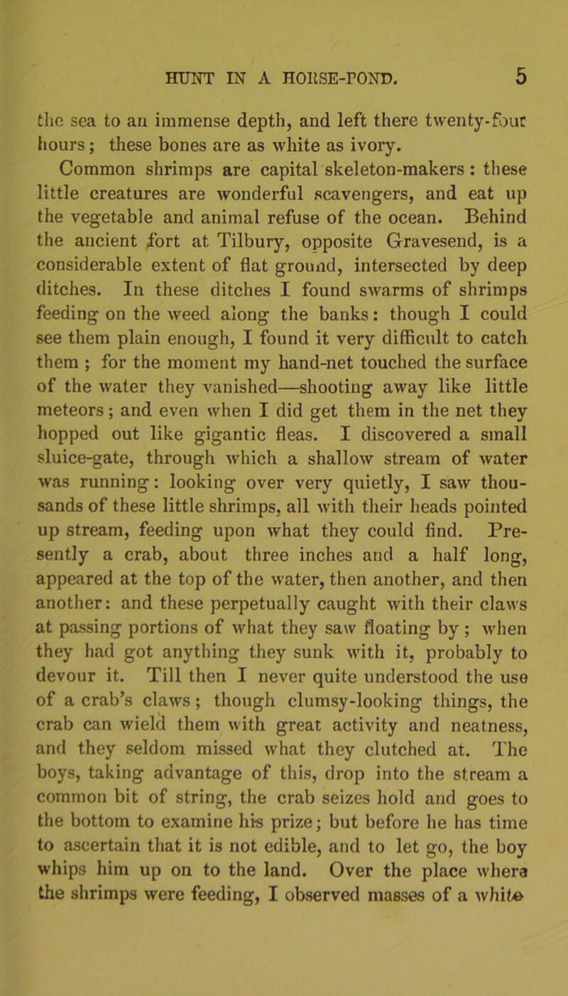 the sea to an immense depth, and left there twenty-four hours; these bones are as white as ivory. Common shrimps are capital skeleton-makers: these little creatures are wonderful scavengers, and eat up the vegetable and animal refuse of the ocean. Behind the ancient fort at Tilbury, opposite Gravesend, is a considerable extent of flat ground, intersected by deep ditches. In these ditches I found swarms of shrimps feeding on the weed along the banks: though I could see them plain enough, I found it very difficult to catch them ; for the moment my hand-net touched the surface of the water they vanished—shooting away like little meteors; and even when I did get them in the net they hopped out like gigantic fleas. I discovered a small sluice-gate, through which a shallow stream of water was running: looking over very quietly, I saw thou- sands of these little shrimps, all with their heads pointed up stream, feeding upon what they could find. Pre- sently a crab, about three inches and a half long, appeared at the top of the water, then another, and then another: and these perpetually caught with their claws at passing portions of what they saw floating by ; when they had got anything they sunk with it, probably to devour it. Till then I never quite understood the use of a crab’s claws; though clumsy-looking things, the crab can wield them with great activity and neatness, and they seldom missed what they clutched at. The boys, taking advantage of this, drop into the stream a common bit of string, the crab seizes hold and goes to the bottom to examine his prize; but before he has time to ascertain that it is not edible, and to let go, the boy whips him up on to the land. Over the place whera the shrimps were feeding, I observed masses of a white