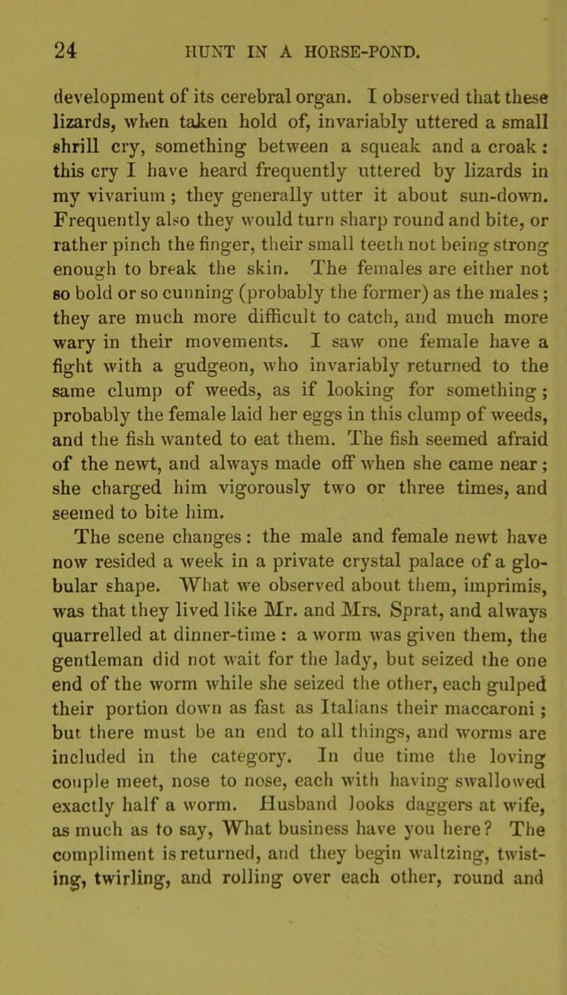 development of its cerebral organ. I observed that these lizards, when taken hold of, invariably uttered a small shrill cry, something between a squeak and a croak: this cry I have heard frequently uttered by lizards in my vivarium ; they generally utter it about sun-down. Frequently also they would turn sharp round and bite, or rather pinch the finger, their small teeth not being strong enough to break the skin. The females are either not so bold or so cunning (probably the former) as the males ; they are much more difficult to catch, and much more wary in their movements. I saw one female have a fight with a gudgeon, who invariably returned to the same clump of weeds, as if looking for something; probably the female laid her eggs in this clump of weeds, and the fish wanted to eat them. The fish seemed afraid of the newt, and always made off when she came near; she charged him vigorously two or three times, and seemed to bite him. The scene changes: the male and female newt have now resided a week in a private crystal palace of a glo- bular shape. What we observed about them, imprimis, was that they lived like Mr. and Mrs. Sprat, and always quarrelled at dinner-time : a worm was given them, the gentleman did not wait for the lady, but seized the one end of the worm while she seized the other, each gulped their portion down as fast as Italians their maccaroni; but there must be an end to all things, and worms are included in the category. In due time the loving couple meet, nose to nose, each with having swallowed exactly half a worm. Husband looks daggers at wife, as much as to say, What business have you here ? The compliment is returned, and they begin waltzing, twist- ing, twirling, and rolling over each other, round and