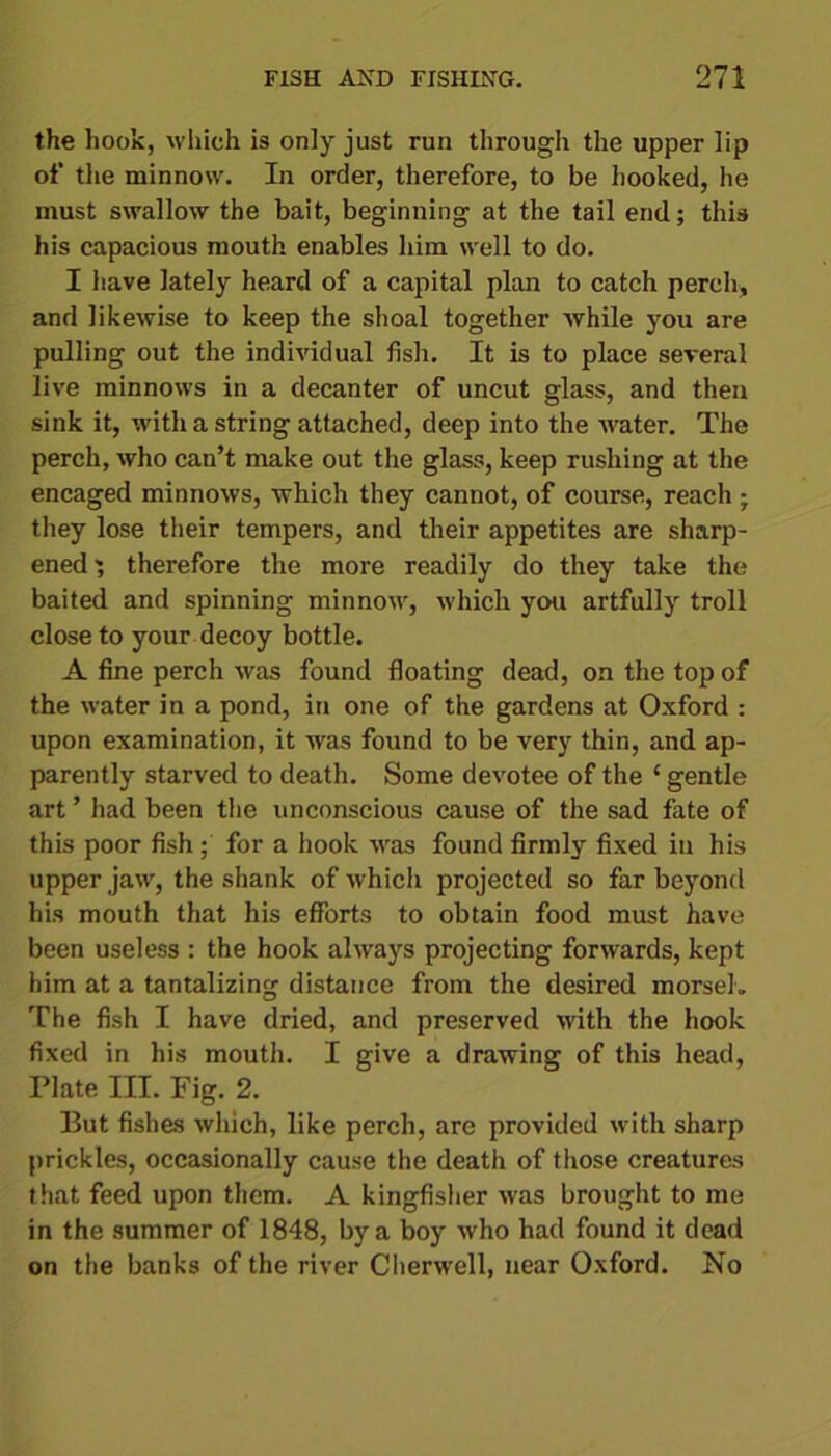 the hook, which is only just run through the upper lip of the minnow. In order, therefore, to be hooked, he must swallow the bait, beginning at the tail end; this his capacious mouth enables him well to do. I have lately heard of a capital plan to catch perch, and likewise to keep the shoal together while you are pulling out the individual fish. It is to place several live minnows in a decanter of uncut glass, and then sink it, with a string attached, deep into the water. The perch, who can’t make out the glass, keep rushing at the encaged minnows, which they cannot, of course, reach ; they lose their tempers, and their appetites are sharp- ened', therefore the more readily do they take the baited and spinning minnow, which you artfully troll close to your decoy bottle. A fine perch was found floating dead, on the top of the water in a pond, in one of the gardens at Oxford : upon examination, it was found to be very thin, and ap- parently starved to death. Some devotee of the c gentle art ’ had been the unconscious cause of the sad fate of this poor fish ; for a hook was found firmly fixed in his upper jaw, the shank of which projected so far beyond his mouth that his efforts to obtain food must have been useless : the hook always projecting forwards, kept him at a tantalizing distance from the desired morsel. The fish I have dried, and preserved with the hook fixed in his mouth. I give a drawing of this head, Plate III. Fig. 2. But fishes which, like perch, are provided with sharp prickles, occasionally cause the death of those creatures that feed upon them. A kingfisher was brought to me in the summer of 1848, by a boy who had found it dead on the banks of the river Cherwell, near Oxford. No
