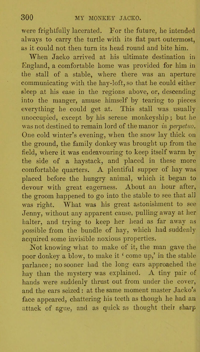 were frightfully lacerated. For the future, he intended always to carry the turtle with its flat part outermost, as it could not then turn its head round and bite him. When Jacko arrived at his ultimate destination in England, a comfortable home was provided for him in the stall of a stable, where there was an aperture communicating with the hay-loft, so that he could either sleep at his ease in the regions above, or, descending into the manger, amuse himself by tearing to pieces everything he could get at. This stall was usually unoccupied, except by his serene monkeyship; but he was not destined to remain lord of the manor in perpetuo. One cold winter’s evening, when the snow lay thick on the ground, the family donkey was brought up from the field, where it was endeavouring to keep itself warm by the side of a haystack, and placed in these more comfortable quarters. A plentiful supper of hay was placed before the hungry animal, which it began to devour with great eagerness. About an hour after, the groom happened to go into the stable to see that all was right. What was his great astonishment to see Jenny, without any apparent cause, pulling away at her halter, and trying to keep her head as far away as possible from the bundle of hay, which had suddenly acquired some invisible noxious properties. Not knowing what to make of it, the man gave the poor donkey a blow, to make it ‘ come up,’ in the stable parlance; no sooner had the long ears approached the hay than the mystery was explained. A tiny pair of hands were suddenly thrust out from under the cover, and the ears seized: at the same moment master Jacko’s face appeared, chattering his teeth as though he had an attack of ague, and as quick as thought their sharp