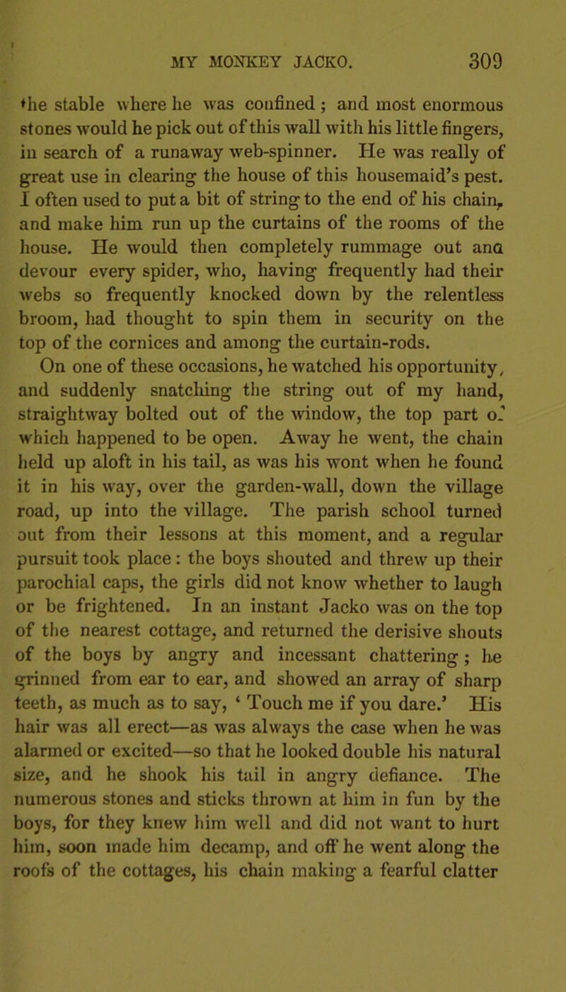 ♦he stable where he was confined ; and most enormous stones would he pick out of this wall with his little fingers, in search of a runaway web-spinner. He was really of great use in clearing the house of this housemaid’s pest. I often used to put a bit of string to the end of his chain, and make him run up the curtains of the rooms of the house. He would then completely rummage out ana devour every spider, who, having frequently had their webs so frequently knocked down by the relentless broom, had thought to spin them in security on the top of the cornices and among the curtain-rods. On one of these occasions, he watched his opportunity, and suddenly snatching the string out of my hand, straightway bolted out of the window, the top part o’ which happened to be open. Away he went, the chain held up aloft in his tail, as was his wont when he found it in his way, over the garden-wall, down the village road, up into the village. The parish school turned out from their lessons at this moment, and a regular pursuit took place : the boys shouted and threw up their parochial caps, the girls did not know whether to laugh or be frightened. In an instant Jacko was on the top of the nearest cottage, and returned the derisive shouts of the boys by angry and incessant chattering ; he grinned from ear to ear, and showed an array of sharp teeth, as much as to say, ‘ Touch me if you dare.’ His hair was all erect—as was always the case when he was alarmed or excited—so that he looked double his natural size, and he shook his tail in angry defiance. The numerous stones and sticks thrown at him in fun by the boys, for they knew him well and did not want to hurt him, soon made him decamp, and off he went along the roofs of the cottages, his chain making a fearful clatter