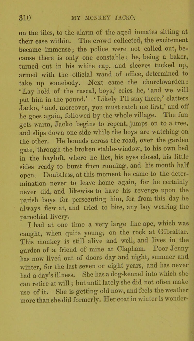 on the tiles, to the alaim of the aged inmates sitting at their ease within. The crowd collected, the excitement became immense; the police were not called out, be- cause there is only one constable ; he, being a baker, turned out in his white cap, and sleeves tucked up, armed with the official wand of office, determined to take up somebody. Next came the churchwarden: ‘ Lay hold of the rascal, boys,’ cries he, ‘ and we will put him in the pound.’ ‘ Likely I’ll stay there,’ clatters Jacko, 1 and, moreover, you must catch me first,’ and off lie goes again, followed by the whole village. The fun gets warm, Jacko begins to repent, jumps on to a tree, and slips down one side while the boys are watching on the other. He bounds across the road, over the garden gate, through the broken stable-window, to his own bed in the hayloft, where he lies, his eyes closed, his little sides ready to burst from running, and his mouth half open. Doubtless, at this moment he came to the deter- mination never to leave home again, for he certainly never did, and likewise to have his revenge upon the parish boys for persecuting him, for from this day he always flew at, and tried to bite, any boy wearing the parochial livery. I had at one time a very large fine ape, which was caught, when quite young, on the rock at Gibraltar. This monkey is still alive and well, and lives in the garden of a friend of mine at Clapham. Poor Jenny lias now lived out of doors day and night, summer and winter, for the last seven or eight years, and has never had a day’s illness. She has a dog-kennel into which she can retire at will; but until lately she did not often make use of it. She is getting old now, and feels the weather more than she did formerly. Her coat in winter is wonder*