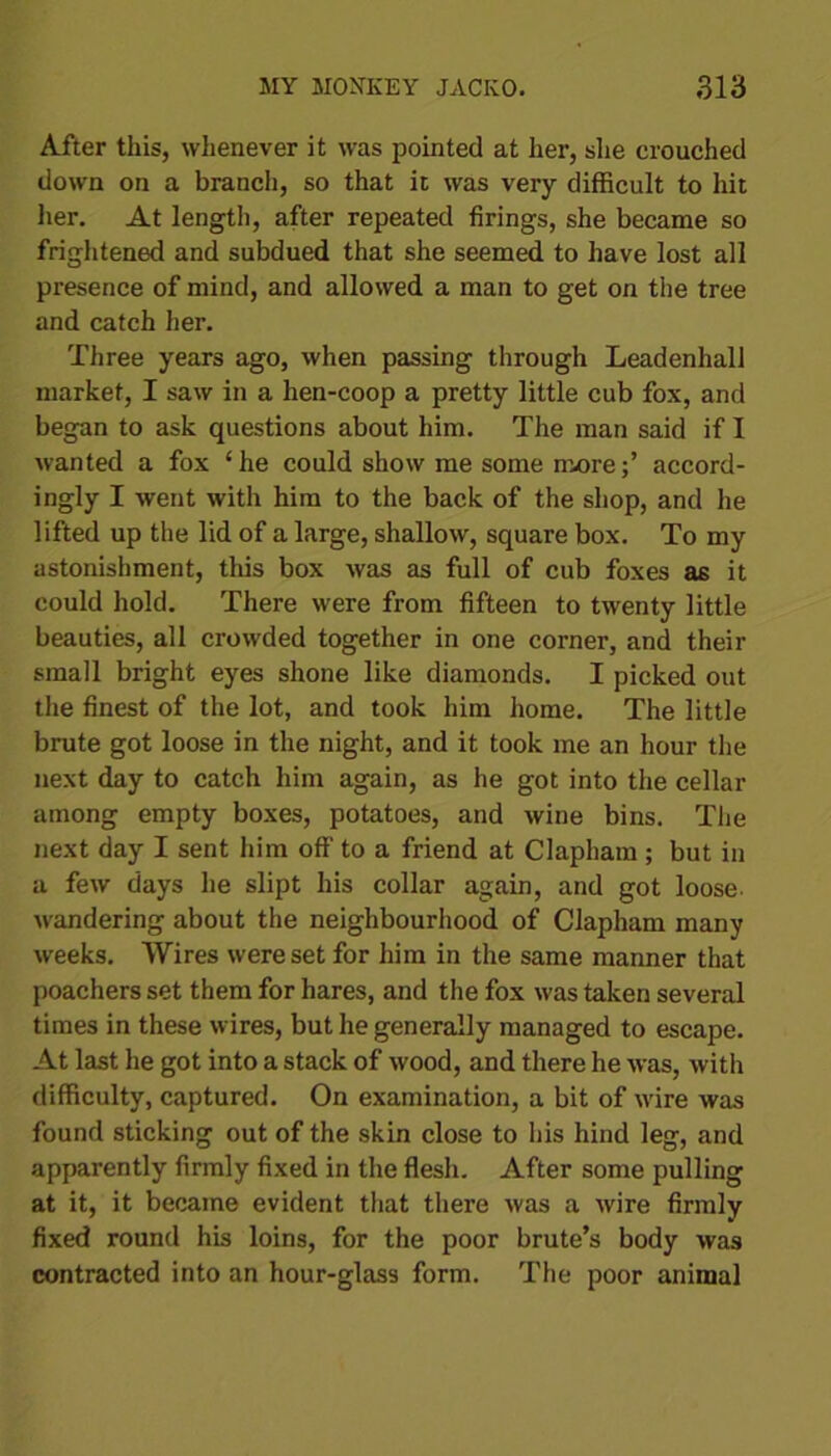 After this, whenever it was pointed at her, she crouched down on a brand), so that it was very difficult to hit her. At length, after repeated firings, she became so frightened and subdued that she seemed to have lost all presence of mind, and allowed a man to get on the tree and catch her. Three years ago, when passing through Leadenhall market, I saw in a hen-coop a pretty little cub fox, and began to ask questions about him. The man said if I wanted a fox ‘he could show me some m-ore;’ accord- ingly I went with him to the back of the shop, and he lifted up the lid of a large, shallow, square box. To my astonishment, this box was as full of cub foxes as it could hold. There were from fifteen to twenty little beauties, all crowded together in one corner, and their small bright eyes shone like diamonds. I picked out the finest of the lot, and took him home. The little brute got loose in the night, and it took me an hour the next day to catch him again, as he got into the cellar among empty boxes, potatoes, and wine bins. The next day I sent him of!' to a friend at Clapham ; but in a few days he slipt his collar again, and got loose, wandering about the neighbourhood of Clapham many weeks. Wires were set for him in the same manner that poachers set them for hares, and the fox was taken several times in these wires, but he generally managed to escape. At last he got into a stack of wood, and there he was, with difficulty, captured. On examination, a bit of wire was found sticking out of the skin close to his hind leg, and apparently firmly fixed in the flesh. After some pulling at it, it became evident that there was a wire firmly fixed round his loins, for the poor brute’s body was contracted into an hour-glass form. The poor animal