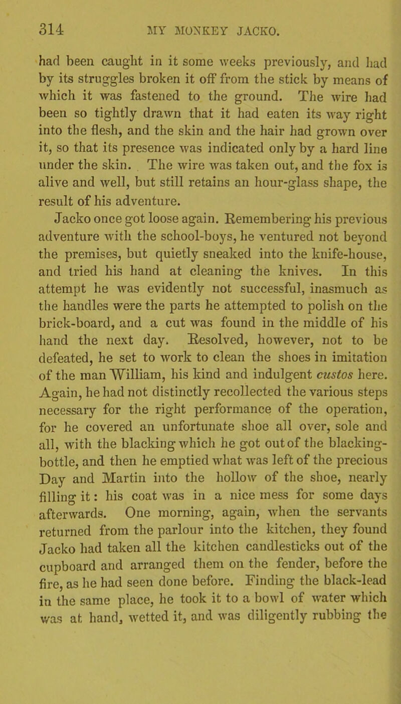 had been caught in it some weeks previously, and had by its struggles broken it off from the stick by means of which it was fastened to the ground. The wire had been so tightly drawn that it had eaten its way right into the flesh, and the skin and the hair had grown over it, so that its presence was indicated only by a hard line under the skin. The wire was taken out, and the fox is alive and well, but still retains an hour-glass shape, the result of his adventure. Jacko once got loose again. Remembering his previous adventure with the school-boys, he ventured not beyond the premises, but quietly sneaked into the knife-house, and tried his hand at cleaning the knives. In this attempt he was evidently not successful, inasmuch as the handles were the parts he attempted to polish on the brick-board, and a cut was found in the middle of his hand the next day. Resolved, however, not to be defeated, he set to work to clean the shoes in imitation of the man William, his kind and indulgent custos here. Again, he had not distinctly recollected the various steps necessary for the right performance of the operation, for he covered an unfortunate shoe all over, sole and all, with the blacking which he got out of the blacking- bottle, and then he emptied what was left of the precious Day and Martin into the hollow of the shoe, nearly filling it: his coat was in a nice mess for some days afterwards. One morning, again, when the servants returned from the parlour into the kitchen, they found Jacko had taken all the kitchen candlesticks out of the cupboard and arranged them on the fender, before the fire, as he had seen done before. Finding the black-lead in the same place, he took it to a bowl of water which was at hand, wetted it, and was diligently rubbing the