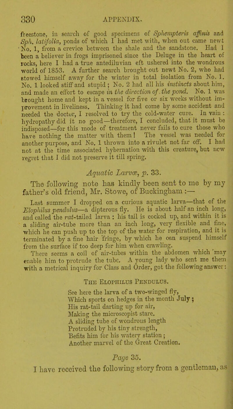 freestone, in search of good specimens of Sphempteris affinxs and Sph. latifolia, ponds of which I had met with, when out came newt No. 1, from a crevice between the shale and the sandstone. Had I been a believer in frogs imprisoned since the Deluge in the heart of rocks, here I had a true antediluvian eft ushered into the wondrous world of 1853. A further search brought out newt No. 2, who had stowed himself away for the winter in total isolation from No. 1. No. 1 looked stiff and stupid ; No. 2 had all his instincts about him, and made an effort to escape in the direction of .the pond. No. 1 was brought home and kept in a vessel for five or six weeks without im- provement in liveliness. Thinking it had come by some accident and needed the doctor, I resolved to try the cold-water cure. In vain : hydropathy did it no good—therefore, I concluded, that it must be indisposed—for this inode of treatment never fails to cure those who have nothing the matter with them! The vessel was needed for another purpose, and No. 1 thrown into a rivulet not far off. I had not at the time associated hybernation with this creature, but new regret that I did not preserve it till spring. Aquatic Larvae, p. 33. The following note has kindly been sent to me by my father’s old friend, Mr. Stowe, of Buckingham :— Last summer I dropped on a curious aquatic larva—that of the Elophilus pendulus—a dipterous fly. He is about half an inch long, and called the rof-tailed larva : his tail is cocked up, and within it is a sliding air-tube more than an inch long, very flexible and fine, which lie can push up to the top of the water for respiration, and it is terminated by a fine hair 'fringe, by which he can suspend himself from the surface if too deep for him when crawling. There seems a coil of air-tubes within the abdomen which 'may enable him to protrude the tube. A young lady who sent me them with a metrical inquiry for Class and Order, got the following answer: The Elophilus Pendulus. See here the larva of a two-winged fly, Which sports on hedges in the month July ; His rat-tail darting up for air, Making the microscopist stare. A sliding tube of wondrous length Protruded by his tiny strength, Befits him lor his watery station ; Another marvel of the Great Creation. Page 35. I have received the following story from a gentleman, as