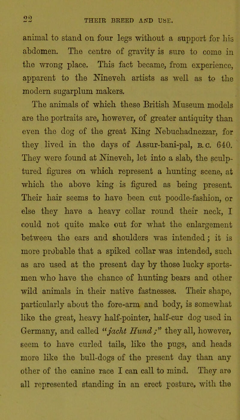 Ol) THEIR BREED AND USE. animal to stand on four legs without a support for his abdomen. The centre of gravity is sure to come in the wrong place. This fact became, from experience, apparent to the Nineveh artists as well as to the modern sugarplum makers. The animals of which these British Museum models are the portraits are, however, of greater antiquity than even the dog of the great King Nebuchadnezzar, for they lived in the days of Assur-bani-pal, B. c. 640. They were found at Nineveh, let into a slab, the sculp- tured figures on which represent a hunting scene, at which the above king is figured as being present. Their hair seems to have been cut poodle-fashion, or else they have a heavy collar round their neck, I could not quite make out for what the enlargement between the ears and shoulders was intended; it is more probable that a spiked collar was intended, such as are used at the present day by those lucky sports- men who have the chanco of hunting bears and other wild animals in their native fastnesses. Their shape, particularly about the fore-arm and body, is somewhat like the great, heavy half-pointer, half-cur dog used in Germany, and called “jacht Hundthey all, however, seem to have curled tails, like the pugs, and heads more like the bull-dogs of the present day than any other of the canine race I can call to mind. They are all represented standing in an erect posture, with the