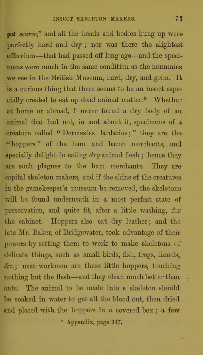 got scarce,” and all the heads and bodies hung up were perfectly hard and dry; nor was there the slightest effluvium—that had passed off long ago—and the speci- mens were much in the same condition as the mummies we see in the British Museum, hard, dry, and grim. It is a curious tiling that there seems to be an insect espe- cially created to eat up dead animal matter.* Whether at home or abroad, I never found a dry body of an animal that had not, in and about it, specimens of a creature called “ Dermestes lardarius; ” they are the “hoppers” of the ham and bacon merchants, and specially delight in eating dry animal flesh; hence they are such plagues to the ham merchants. They are capital skeleton makers, and if the skins of the creatures in the gamekeeper’s museum be removed, the skeletons will be found underneath in a most perfect state of preservation, and quite fit, after a little washing, for the cabinet. Hoppers also eat dry leather; and the late Mr. Baker, of Bridgewater, took advantage of their powers by setting them to ivork to make skeletons of delicate things, such as small birds, fish, frogs, lizards, &c.; neat workmen are these little hoppers, touching nothing but the flesh—and they clean much better than ants. The animal to be made into a skeleton should be soaked in water to get all the blood out, then dried and placed with the hoppers in a covered box; a few