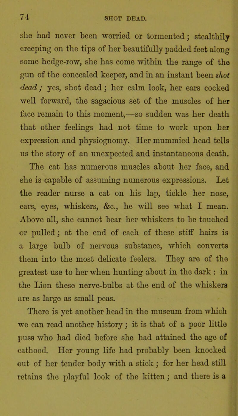 she had never been worried or tormented; stealthily creeping on the tips of her beautifully padded feet along some hedge-row, she has come within the range of the gun of the concealed keeper, and in an instant been shot dead; yes, shot dead; her calm look, her ears cocked well forward, the sagacious set of the muscles of her face remain to this moment,—so sudden was her death that other feelings had not time to work upon her expression and physiognomy. Her mummied head tells us the story of an unexpected and instantaneous death. The cat has numerous muscles about her face, and she is capable of assuming numerous expressions. Let the reader nurse a cat on his lap, tickle her nose, cars, eyes, whiskers, &c., he will see what I mean. Above all, she cannot bear her whiskers to be touched or pulled; at the end of each of these stiff hairs is a large bulb of nervous substance, which converts them into the most delicate feelers. They are of the greatest use to her when hunting about in the dark : in the Lion these nerve-bulbs at the end of the whiskers are as large as small peas. There is yet another head in the museum from which we can read another history; it is that of a poor littlo puss who had died before she had attained the ago of cathood. Her young life had probably been knocked out of her tender body with a sticlc ; for her head still retains the playful look of the kitten; and there is a