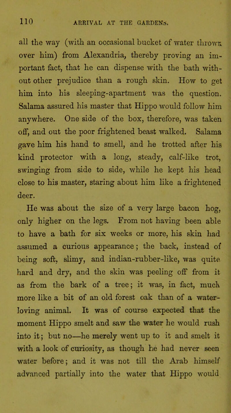 ARRIVAL AT THE GARDENS. all the way (with an occasional bucket of water thrown over him) from Alexandria, thereby proving an im- portant fact, that he can dispense with the bath with- out other prejudice than a rough skin. How to get him into his sleeping-apartment was the question. Salama assured his master that Hippo would follow him anywhere. One side of the box, therefore, was taken off, and out the poor frightened beast walked. Salama gave him his hand to smell, and he trotted after his kind protector with a long, steady, calf-like trot, swinging from side to side, while he kept his head close to his master, staring about him like a frightened deer. He was about the size of a very large bacon hog, only higher on the legs. From not having been able to have a bath for six weeks or more, his skin had assumed a curious appearance; the back, instead of being soft, slimy, and indian-rubber-like, was quite hard and dry, and the skin was peeling off from it as from the bark of a tree; it was, in fact, muck more like a bit of an old forest oak than of a water- loving animal. It was of course expected that the moment Hippo smelt and saw the water he would rush into it; but no—he merely went up to it and smelt it with a look of curiosity, as though he had never seen water before; and it was not till the Arab himself advanced partially into the water that Hippo would