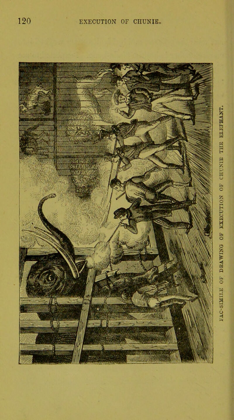 1AC-SIA1ILE OF DRAWING OF EXECUTION OF CHUNIE THE EIEPHANT.