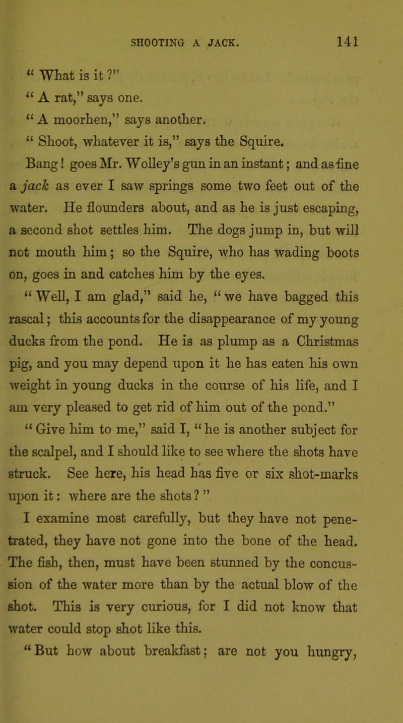 “ What is it ?” 11 A rat,” says one. “ A moorhen,” says another. “ Shoot, whatever it is,” says the Squire. Bang! goes Mr. Wolley’s gun in an instant; and as line a jack as ever I saw springs some two feet out of the water. He flounders about, and as he is just escaping, a second shot settles him. The dogs jump in, but will not mouth him; so the Squire, who has wading boots on, goes in and catches him by the eyes. “ Well, I am glad,” said he, “ we have bagged this rascal; this accounts for the disappearance of my young ducks from the pond. He is as plump as a Christmas pig, and you may depend upon it he has eaten his own weight in young ducks in the course of his life, and I am very pleased to get rid of him out of the pond.” “ Give him to me,” said I, “ he is another subject for the scalpel, and I should like to see where the shots have struck. See here, his head has five or six shot-marks upon it: where are the shots ? ”, I examine most carefully, but they have not pene- trated, they have not gone into the bone of the head. The fish, then, must have been stunned by the concus- sion of the water more than by the actual blow of the shot. This is very curious, for I did not know that water could stop shot like this. “ But how about breakfast; are not you hungry,