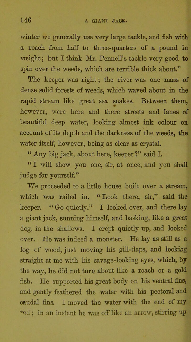 winter we generally use very large tackle, and fish with a roach from half to three-quarters of a pound in weight; but I think Mr. Pennell’s tackle very good to spin over the weeds, which are terrible thick about.” The keeper was right; the river was one mass of dense solid forests of weeds, which waved about in the rapid stream like great sea snakes. Between them, however, were here and there streets and lanes of beautiful deep water, looking almost ink colour on account of its depth and the darkness of the weeds, the water itself, however, being as clear as crystal. “ Any big jack, about here, keeper ?” said I. “ I will show you one, sir, at once, and you shall judge for yourself.” We proceeded to a little house built over a stream, which was railed in. “ Look there, sir,” said the keeper. “ Go quietly.” I looked over, and there lay a giant jack, sunning himself, and basking, like a great dog, in the shallows. I crept quietly up, and looked over. Ife was indeed a monster. He lay as still as a log of wood, just moving his gill-flaps, and looking straight at me with his savage-looking eyes, which, by the way, he did not turn about like a roach or a gold fish. He supported his great body on his ventral fins, and gently feathered the water with his pectoral and caudal fins. I moved the water with the end of my fcod ; in an instant he was off like an arrow, stirring up