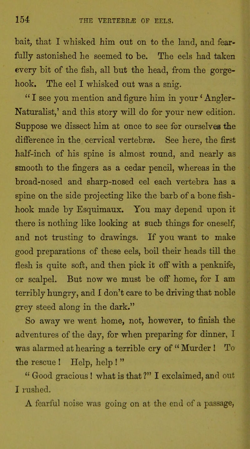 bait, that I whisked him out on to the land, and fear- fully astonished he seemed to be. The eels had taken every bit of the fish, all but the head, from the gorge- hook. The eel I whisked out was a snig. “ I see you mention and figure him in your ‘ Angler- Naturalist,’ and this story will do for your new edition. Suppose we dissect him at once to see for ourselves the difference in the cervical vertebra?. See here, the first half-inch of his spine is almost round, and nearly as smooth to the fingers as a cedar pencil, whereas in the broad-nosed and sharp-nosed eel each vertebra has a spine on the side projecting like the barb of a bone fish- hook made by Esquimaux. You may depend upon it there is nothing like looking at such things for oneself, and not trusting to drawings. If you want to make good preparations of these eels, boil their heads till the flesh is quite soft, and then pick it off with a penknife, or scalpel. But now we must be off home, for I am terribly hungry, and I don’t care to be driving that noble grey steed along in the dark.” So away we went home, not, however, to finish the adventures of the day, for when preparing for dinner, I was alarmed at hearing a terrible cry of “ Murder 1 To the rescue ! Help, help ! ” “ Good gracious! what is that ?” I exclaimed, and out I rushed. A fearful noise was going on at the end of a passage,