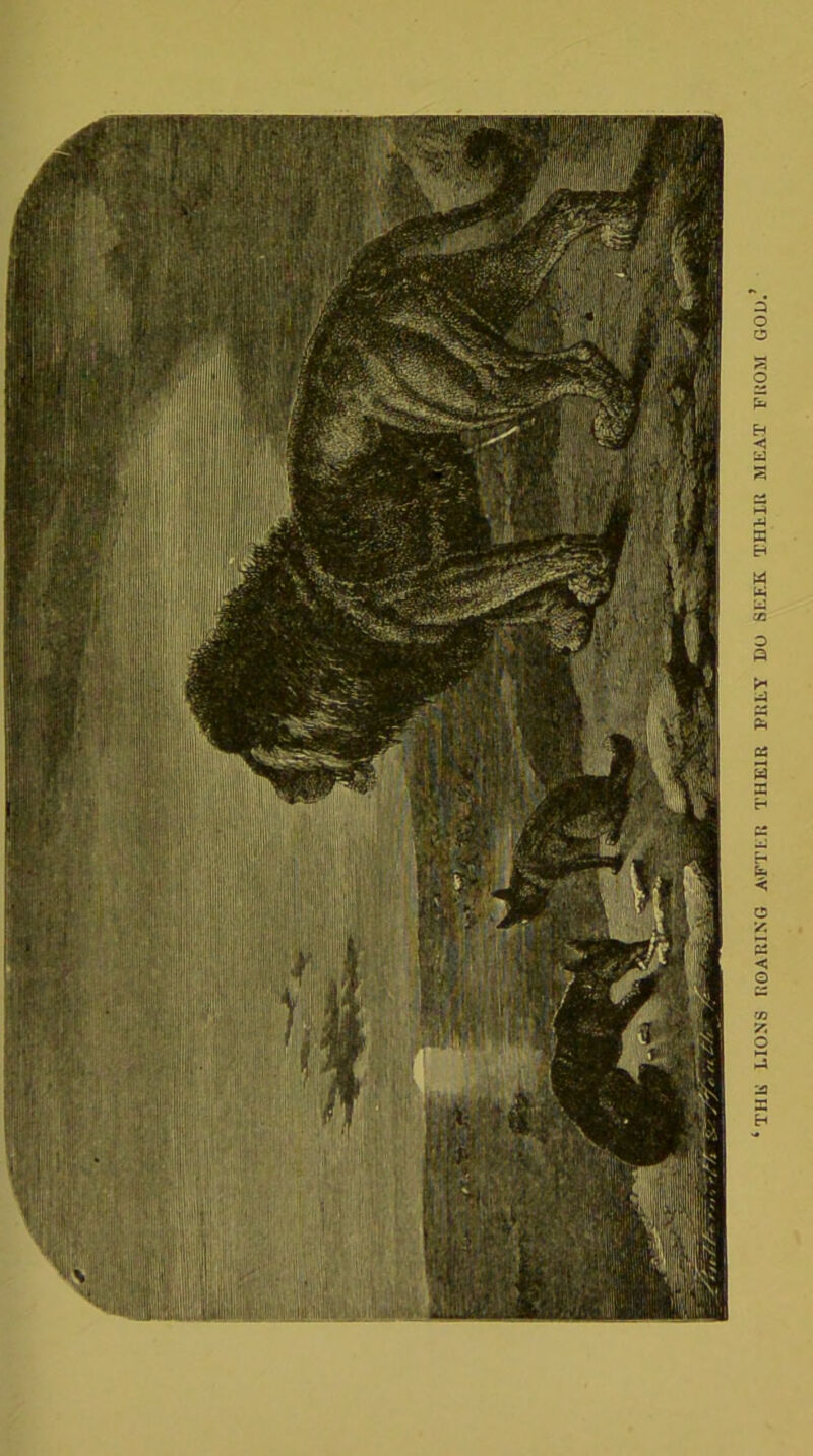 THE LIONS liOARING A'FTER THEIR PlitY DO SEEK THEIR MEAT FROM GOD.