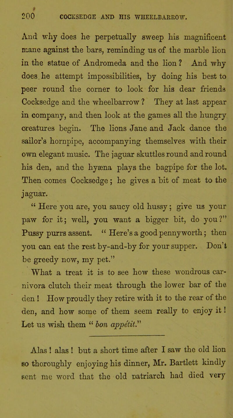 » 200 COCKSEDGE AND HIS WHEELBARROW. And why does he perpetually sweep his magnificent mane against the bars, reminding us of the marble lion in the statue of Andromeda and the lion ? And why does he attempt impossibilities, by doing his best to peer round the corner to look for his dear friends Cocksedge and the wheelbarrow ? They at last appear in company, and then look at the games all the hungry creatures begin. The lions Jane and Jack dance the sailor’s hornpipe, accompanying themselves with their own elegant music. The jaguar shuttles round and round his den, and the hyaena plays the bagpipe for the lot. Then comes Cocksedge ; he gives a bit of meat to the jaguar. “ Here you are, you saucy old hussy; give us your paw for it; well, you want a bigger bit, do you?” Pussy purrs assent. “ Here’s a good pennyworth; then you can eat the rest by-and-by for your supper. Don’t be greedy now, my pet.” What a treat it is to see how these wondrous car- nivora clutch their meat through the lower bar of the den ! How proudly they retire with it to the rear of the den, and how some of them seem really to enjoy it! Let us wish them “ bon appetit. Alas ! alas ! but a short time after I saw the old lion so thoroughly enjoying his dinner, Mr. Bartlett kindly sent me word that the old patriarch had died very