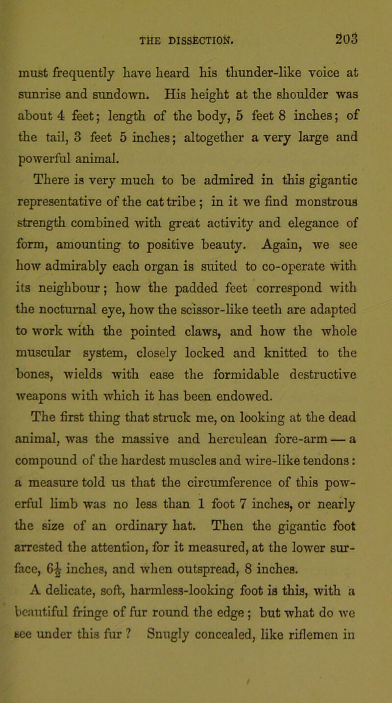 must frequently have heard his thunder-like voice at sunrise and sundown. His height at the shoulder was about 4 feet; length of the body, 5 feet 8 inches; of the tail, 3 feet 5 inches; altogether a very large and powerful animal. There is very much to be admired in this gigantic representative of the cat tribe ; in it we find monstrous strength combined with great activity and elegance of form, amounting to positive beauty. Again, we see how admirably each organ is suited to co-operate with its neighbour; how the padded feet correspond with the nocturnal eye, how the scissor-like teeth are adapted to work with the pointed claws, and how the whole muscular system, closely locked and knitted to the bones, wields with ease the formidable destructive weapons with which it has been endowed. The first thing that struck me, on looking at the dead animal, was the massive and herculean fore-arm — a compound of the hardest muscles and wire-like tendons: a measure told us that the circumference of this pow- erful limb was no less than 1 foot 7 inches, or nearly the size of an ordinary hat. Then the gigantic foot arrested the attention, for it measured, at the lower sur- face, 6-| inches, and when outspread, 8 inches. A delicate, soft, harmless-looking foot is this, with a beautiful fringe of fur round the edge; but what do we see under this fur ? Snugly concealed, like riflemen in s