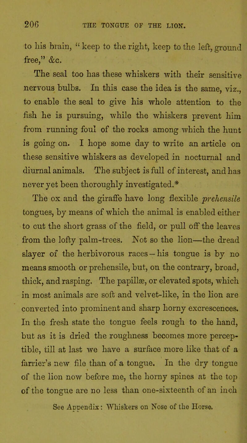 20G THE TONGUE OF THE LION. to his brain, “ keep to the right, keep to the left, ground free,” &c. The seal too has these whiskers with their sensitive nervous bulbs. In this case the idea is the same, viz., to enable the seal to give his whole attention to the fish he is pursuing, while the whiskers prevent him from running foul of the rocks among which the hunt is going on. I hope some day to write an article on these sensitive whiskers as developed in nocturnal and diurnal animals. The subject is full of interest, and has never yet been thoroughly investigated.* The ox and the giraffe have long flexible prehensile tongues, by means of which the animal is enabled either to cut the short grass of the field, or pull off the leaves from the lofty palm-trees. Not so the lion—the dread slayer of the herbivorous races — his tongue is by no means smooth or prehensile, but, on the contrary, broad, thick, and rasping. The papillae, or elevated spots, which in most animals are soft and velvet-like, in the lion are converted into prominent and sharp horny excrescences. In the fresh state the tongue feels rough to the hand, but as it is dried the roughness becomes more percep- tible, till at last we have a surface more like that of a farrier’s new file than of a tongue. In the dry tongue of the lion now before me, the horny spines at the top of the tongue are no less than one-sixteenth of an inch See Appendix: Whiskers on Nose of the Horse.