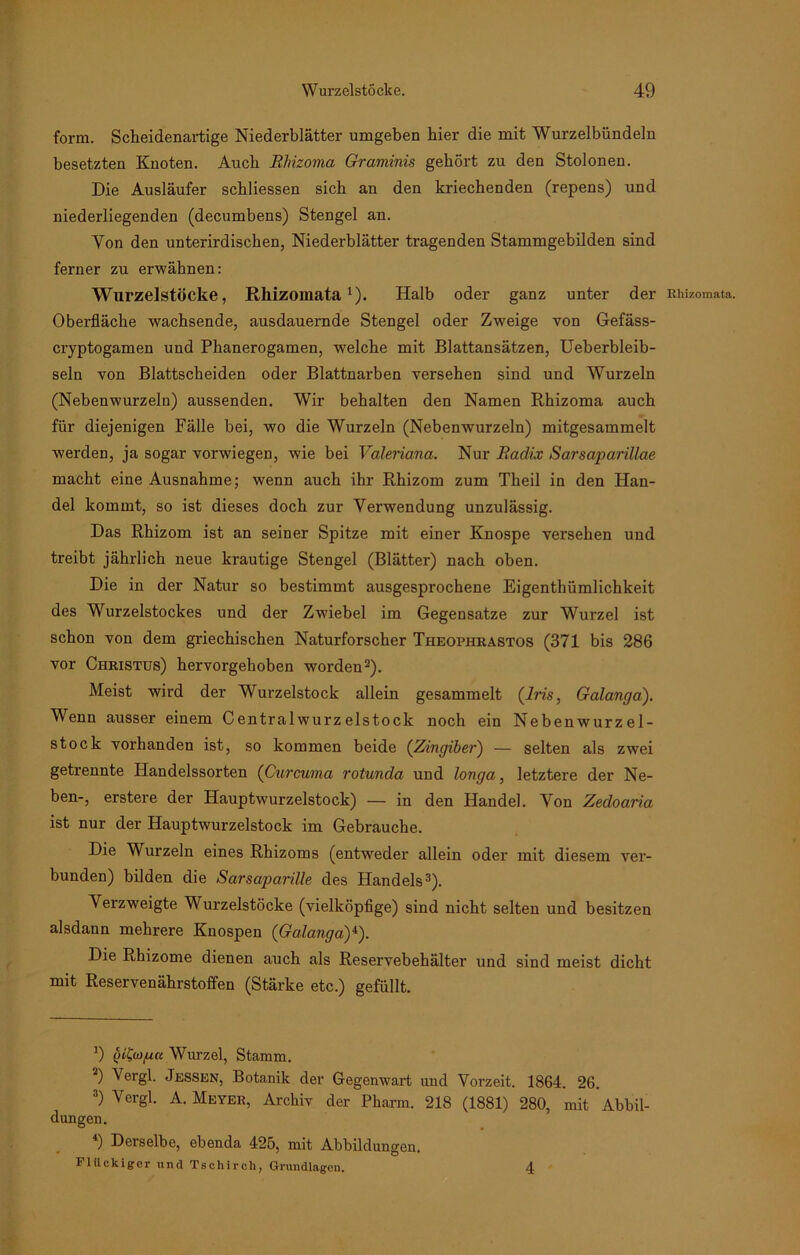 form. Scheidenartige Niederblätter umgeben hier die mit Wurzelbündeln besetzten Knoten. Auch Rhizoma Graminis gehört zu den Stolonen. Die Ausläufer scbliessen sich an den kriechenden (repens) und niederliegenden (decumbens) Stengel an. Yon den unterirdischen, Niederblätter tragenden Stammgebilden sind ferner zu erwähnen: Wurzelstöcke, Rliizomata!). Halb oder ganz unter der RWzomata. Oberfläche wachsende, ausdauernde Stengel oder Zweige von Gefäss- cryptogamen und Phanerogamen, welche mit Blattansätzen, Ueberbleib- seln von Blattscheiden oder Blattnarben versehen sind und Wurzeln (Nebenwurzeln) aussenden. Wir behalten den Namen Rhizoma auch für diejenigen Fälle bei, wo die Wurzeln (Nebenwurzeln) mitgesammelt werden, ja sogar vorwiegen, wie bei Valeriana. Nur Radix Sarsarparillae macht eine Ausnahme; wenn auch ihr Rhizom zum Theil in den Han- del kommt, so ist dieses doch zur Verwendung unzulässig. Das Rhizom ist an seiner Spitze mit einer Knospe versehen und treibt jährlich neue krautige Stengel (Blätter) nach oben. Die in der Natur so bestimmt ausgesprochene Eigenthümlichkeit des Wurzelstockes und der Zwiebel im Gegensätze zur Wurzel ist schon von dem griechischen Naturforscher Theophrastos (371 bis 286 vor Christus) hervorgehoben worden* 2). Meist wird der Wurzelstock allein gesammelt (Iris, Galanga). Wenn ausser einem Centralwurzeistock noch ein Nebenwurzel- stock vorhanden ist, so kommen beide (Zingiber) — selten als zwei getrennte Handelssorten (Curcuma rotunda und longa, letztere der Ne- ben-, erstere der Hauptwurzelstock) — in den Handel. Yon Zedoaria ist nur der Hauptwurzelstock im Gebrauche. Die Wurzeln eines Rhizoms (entweder allein oder mit diesem ver- bunden) bilden die Sarsaparille des Handels3 4). Verzweigte Wurzelstöcke (vielköpfige) sind nicht selten und besitzen alsdann mehrere Knospen (Galangay). Die Rhizome dienen auch als Reservebehälter und sind meist dicht mit Reservenährstoffen (Stärke etc.) gefüllt. ’) (iifa/ucc Wurzel, Stamm. 2) v°rgl. Jessen, Botanik der Gegenwart und Vorzeit. 1864. 26. ■') Vergh A. Meyer, Archiv der Pharm. 218 (1881) 280, mit Abbil- dungen. 4) Derselbe, ebenda 425, mit Abbildungen. Flttckiger und Tschirch, Grundlagen. 4