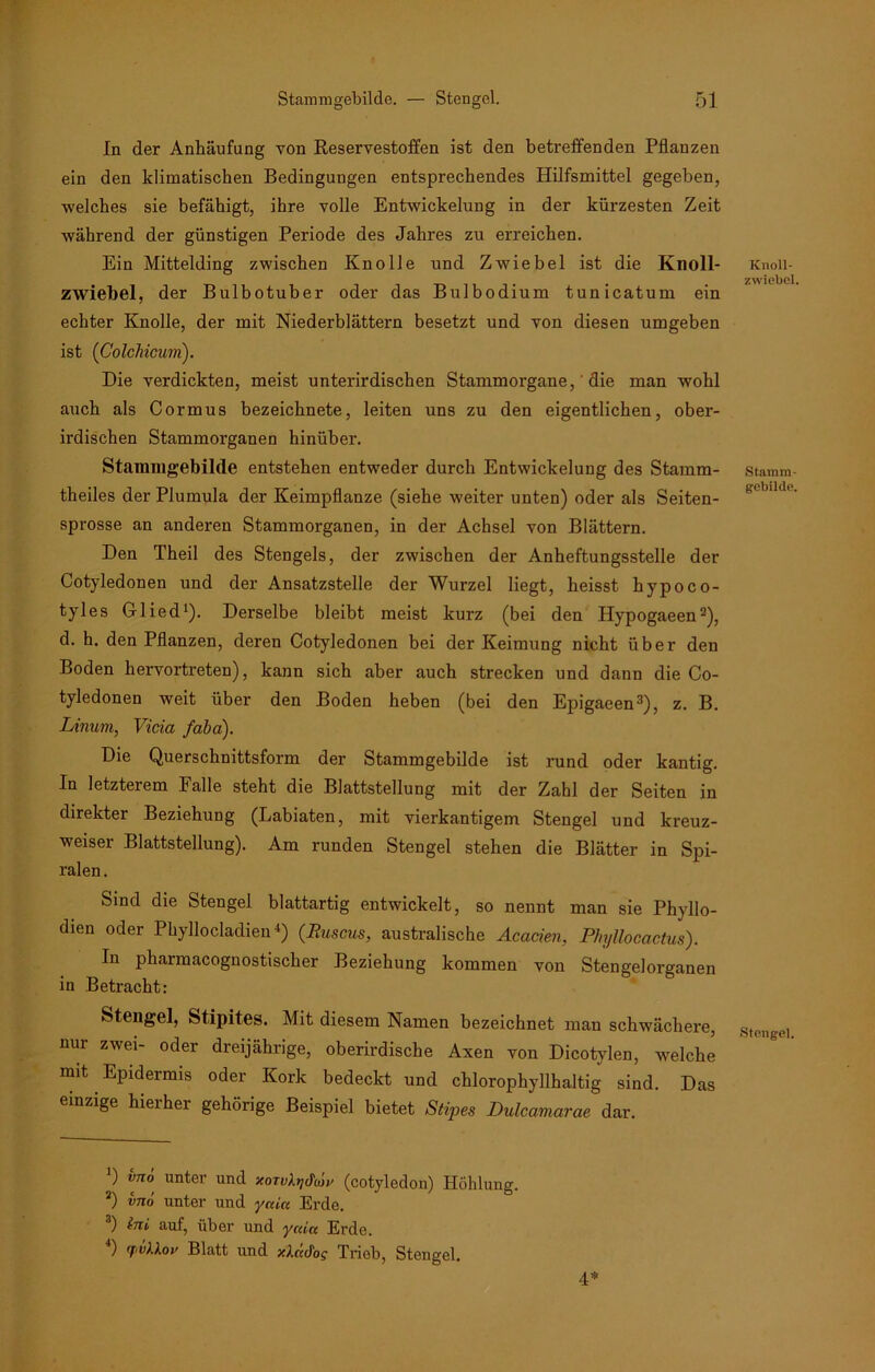 In der Anhäufung von Reservestoffen ist den betreffenden Pflanzen ein den klimatischen Bedingungen entsprechendes Hilfsmittel gegeben, welches sie befähigt, ihre volle Entwickelung in der kürzesten Zeit während der günstigen Periode des Jahres zu erreichen. Ein Mittelding zwischen Knolle und Zwiebel ist die Knoll- zwiebel, der Bulbotuber oder das Bulbodium tunicatum ein echter Knolle, der mit Niederblättern besetzt und von diesen umgeben ist (Colchicum). Die verdickten, meist unterirdischen Stammorgane,' die man wohl auch als Cormus bezeichnete, leiten uns zu den eigentlichen, ober- irdischen Stammorganen hinüber. Stammgebilde entstehen entweder durch Entwickelung des Stamm- theiles der Plumula der Keimpflanze (siehe weiter unten) oder als Seiten- sprosse an anderen Stammorganen, in der Achsel von Blättern. Den Theil des Stengels, der zwischen der Anheftungsstelle der Cotyledonen und der Ansatzstelle der Wurzel liegt, heisst hypoco- tyles Glied1). Derselbe bleibt meist kurz (bei den Hypogaeen2), d. h. den Pflanzen, deren Cotyledonen bei der Keimung nicht über den Boden hervortreten), kann sich aber auch strecken und dann die Co- tyledonen weit über den Boden heben (bei den Epigaeen3), z. B. Linum, Vicia faba). Die Querschnittsform der Stammgebilde ist rund oder kantig. In letzterem Falle steht die Blattstellung mit der Zahl der Seiten in direkter Beziehung (Labiaten, mit vierkantigem Stengel und kreuz- weiser Blattstellung). Am runden Stengel stehen die Blätter in Spi- ralen . Sind die Stengel blattartig entwickelt, so nennt man sie Phyllo- dien oder Phyllocladien4) (Ruscus, australische Acacien, Phyllocactus). In pharmacognostischer Beziehung kommen von Stengelorganen in Betracht: Stengel, Stipites. Mit diesem Namen bezeichnet man schwächere, nur zwei- oder dreijährige, oberirdische Axen von Dicotylen, welche mit Epidermis oder Kork bedeckt und chlorophyllhaltig sind. Das einzige hierher gehörige Beispiel bietet Stipes Dulcamarae dar. ') vno unter und xoTuktjcfioi' (cotyledon) Höhlung. 2) vno unter und ynicc Erde. 3) (ni auf, über und ycda Erde. ) rfivlXov Blatt und xlddo; Trieb, Stengel. Knoll- zwiebel. Stamm- gebilde. Stengel. 4*
