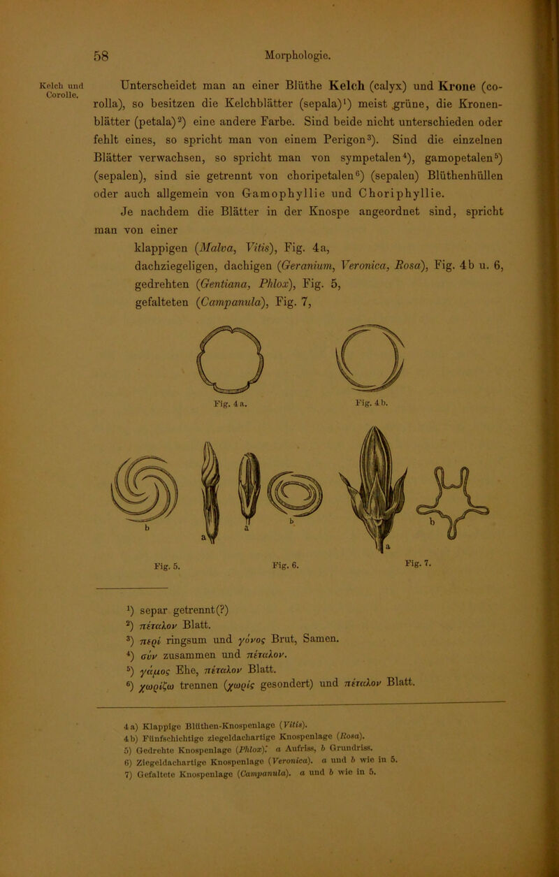 Kelch und Corolle. Unterscheidet man an einer Blüthe Kelch (calyx) und Krone (co- rolla), so besitzen die Kelchblätter (sepala)1) meist .grüne, die Kronen- blätter (petala)2) eine andere Farbe. Sind beide nicht unterschieden oder fehlt eines, so spricht man von einem Perigon3). Sind die einzelnen Blätter verwachsen, so spricht man von Sympetalen4), gamopetalen5) (sepalen), sind sie getrennt von choripetalen6 7) (sepalen) Blüthenhiillen oder auch allgemein von Gamophyllie und Choriphyllie. Je nachdem die Blätter in der Knospe angeordnet sind, spricht man von einer klappigen (Malva, Vitis), Fig. 4a, dachziegeligen, dachigen (Geranium, Veronica, Rosa), Fig. 4 b u. 6, gedrehten (Gentiana, Phlox), Fig. 5, gefalteten (Campanula), Fig. 7, Fig. 5. Fig. 6. J) separ getrennt(?) 2) nsTukov Blatt. 3) ntqi ringsum und ydvog Brut, Samen. 4) ciiv zusammen und nhulov. 5) yajuog Ehe, nirahov Blatt. 6) yiüQita) trennen (yu)(>ig gesondert) und niralov Blatt. •la) Klappige Blüthen-Knospenlage {Vitis). 4 b) Fünfschichtige ziegeldachartige Knospenlage (Rosa). 5) Gedrehte Knospenlage (Phlox)', a Aufriss, h Grundriss. 6) Ziegeldachartige Knospenlage (Veronica). a und b wie in 5. 7) Gefaltete Knospenlagc (Campanula). a und b wie in 5.