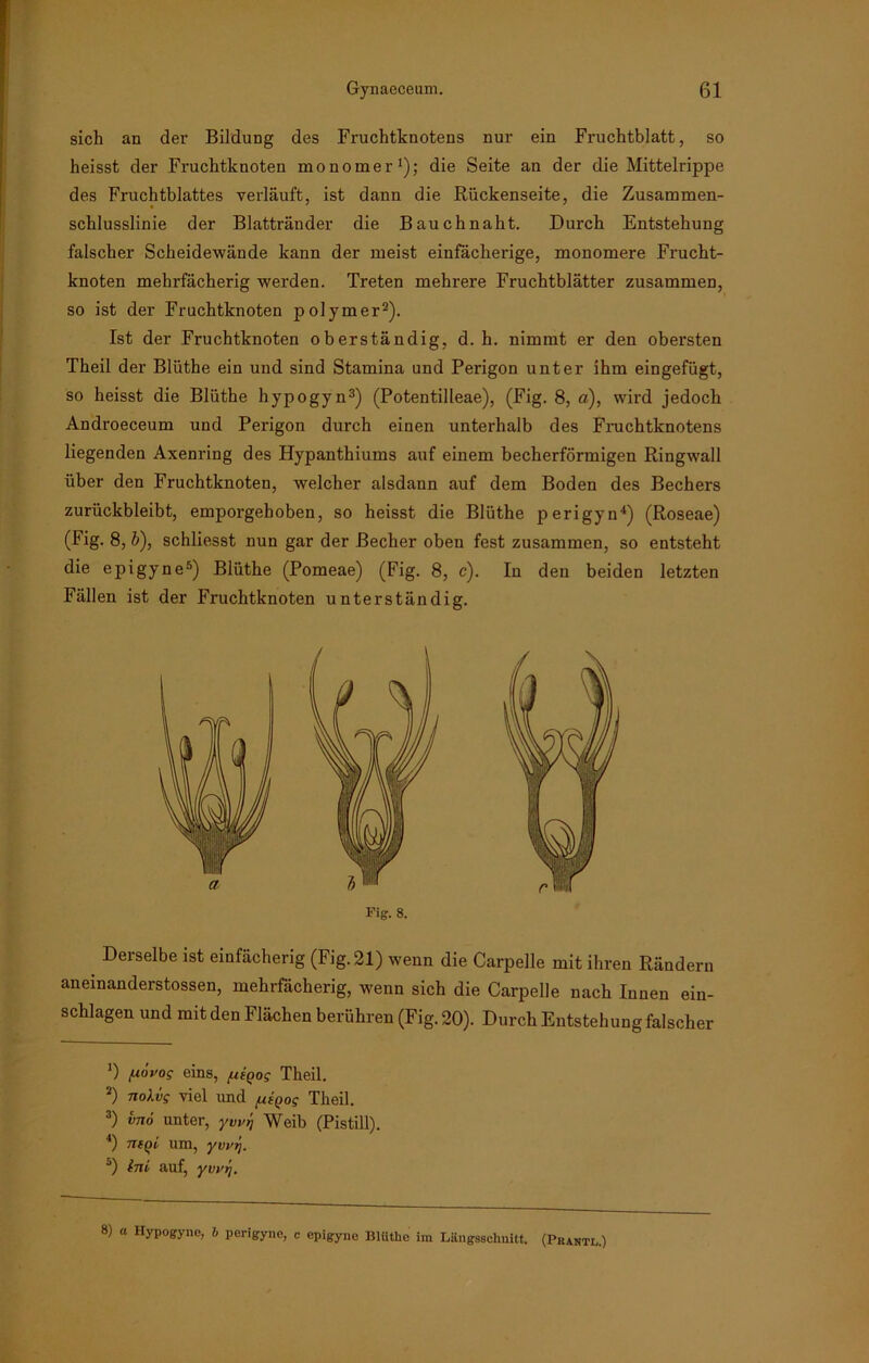 sich an der Bildung des Fruchtknotens nur ein Fruchtblatt, so heisst der Fruchtknoten monomer1); die Seite an der die Mittelrippe des Fruchtblattes verläuft, ist dann die Rückenseite, die Zusammen- schlusslinie der Blattränder die Bauch naht. Durch Entstehung falscher Scheidewände kann der meist einfächerige, monomere Frucht- knoten mehrfächerig werden. Treten mehrere Fruchtblätter zusammen, so ist der Fruchtknoten polymer2). Ist der Fruchtknoten oberständig, d. h. nimmt er den obersten Theil der Blüthe ein und sind Stamina und Perigon unter ihm eingefügt, so heisst die Blüthe hypogyn3) (Potentilleae), (Fig. 8, a), wird jedoch Androeceum und Perigon durch einen unterhalb des Fruchtknotens liegenden Axenring des Hypanthiums auf einem becherförmigen Ringwall über den Fruchtknoten, welcher alsdann auf dem Boden des Bechers zurückbleibt, emporgehoben, so heisst die Blüthe perigyn4) (Roseae) (Fig. 8, b), schliesst nun gar der Becher oben fest zusammen, so entsteht die epigyne5) Blüthe (Pomeae) (Fig. 8, c). In den beiden letzten Fällen ist der Fruchtknoten unterständig. Fig. 8. Derselbe ist einfächerig (Fig. 21) wenn die Carpelle mit ihren Rändern aneinanderstossen, mehrfächerig, wenn sich die Carpelle nach Innen ein- schlagen und mit den Flächen berühren (Fig. 20). Durch Entstehung falscher 0 pdvog eins, /utQog Theil. 2) nolvg viel und /uipog Theil. 3) vn6 unter, yvvn Weib (Pistill). 4) ntqL um, ywri. 5) Ini auf, yvvi\. 8) a Hypogyno, 6 perigyne, c epigyne Blüthe im Längsschnitt. (Prantl.)