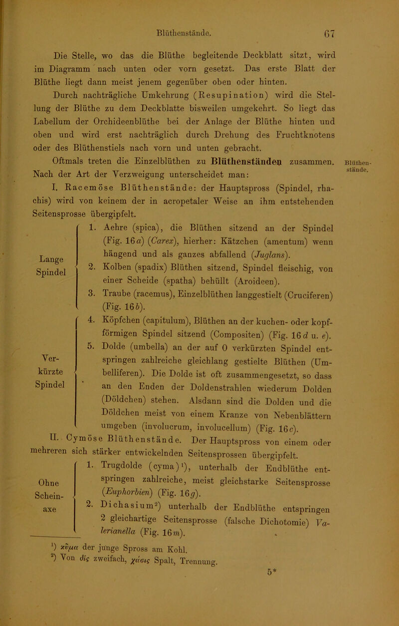 Lange Spindel Die Stelle, wo das die Blüthe begleitende Deckblatt sitzt, wird im Diagramm nach unten oder vorn gesetzt. Das erste Blatt der Blüthe liegt dann meist jenem gegenüber oben oder hinten. Durch nachträgliche Umkehrung (Resupination) wird die Stel- lung der Blüthe zu dem Deckblatte bisweilen umgekehrt. So liegt das Labellum der Orchideenblüthe bei der Anlage der Blüthe hinten und oben und wird erst nachträglich durch Drehung des Fruchtknotens oder des Blüthenstiels nach vorn und unten gebracht. Oftmals treten die Einzelblüthen zu Bliithenständen zusammen. Nach der Art der Verzweigung unterscheidet man: I. Racemöse Blüthenstände: der Hauptspross (Spindel, rha- chis) wird von keinem der in acropetaler Weise an ihm entstehenden Seitensprosse übergipfelt. 1. Aehre (spica), die Blüthen sitzend an der Spindel (Fig. 16a) (Carex), hierher: Kätzchen (amentum) wenn hängend und als ganzes abfallend (Juglans). 2. Kolben (spadix) Blüthen sitzend, Spindel fleischig, von einer Scheide (spatha) behüllt (Aroideen). 3. Traube (racemus), Einzelblüthen langgestielt (Cruciferen) (Fig. 16 b). 4. Köpfchen (capitulum), Blüthen an der kuchen- oder kopf- förmigen Spindel sitzend (Compositen) (Fig. 16du. e). 5. Dolde (umbella) an der auf 0 verkürzten Spindel ent- springen zahlreiche gleichlang gestielte Blüthen (Um- belliferen). Die Dolde ist oft zusammengesetzt, so dass an den Enden der Doldenstrahlen wiederum Dolden (Döldchen) stehen. Alsdann sind die Dolden und die Döldchen meist von einem Kranze von Nebenblättern umgeben (involucrum, involucellum) (Fig. 16 c). II. Cymöse Blüthenstände. Der Hauptspross von einem oder mehreren sich stärker entwickelnden Seitensprossen übergipfelt. 1. Trugdolde (cyma)i), unterhalb der Eudblüthe ent- springen zahlreiche, meist gleichstarke Seitensprosse (Euphorbien) (Fig. 16 <7). 2. Dichasium* 2) unterhalb der Endblüthe entspringen 2 gleichartige Seitensprosse (falsche Dichotomie) Va- lerianella (Fig. 16?«). ') xvfin der junge Spross am Kohl. 2) Von die zweifach, Spalt, Trennung. Ver- kürzte Spindel Ohne Schein- axe Blüthen- stände. 5*