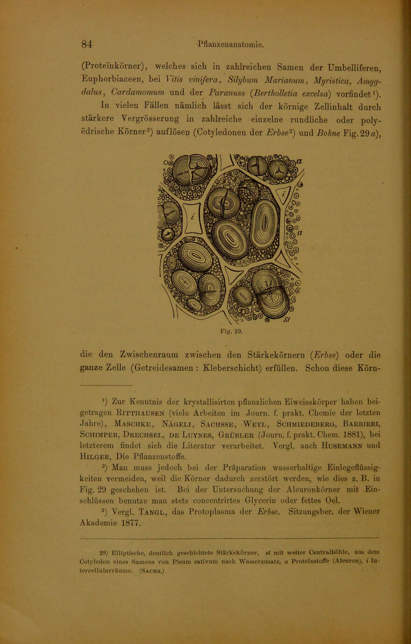 (Proteinkörner), welches sich in zahlreichen Samen der Umbelliferen, Euphorbiaceen, bei Vitis vinifera, Silylum Marianum, Myristica, Amyg- dalus, Cardamomum und der Paranuss (Bertholletia excelsa) vorfindet1). In vielen Fällen nämlich lässt sich der körnige Zellinhalt durch stärkere Vergrösserung in zahlreiche einzelne rundliche oder poly- edrische Körner2) auflösep (Cotyledouen der Erbse3) und Bohne Fig.29a), Fig. 29. die den Zwischenraum zwischen den Stärkekörnern (Erbse) oder die ganze Zelle (Getreidesamen : Kleberschicht) erfüllen. Schon diese Körn- ’) Zur Kenntnis der krystallisirtcn pflanzlichen Eiweisskörper haben bei- getragen Ritthausen (viele Arbeiten im Joura. f. prakt. Chemie der letzten Jahre), Maschke, Nägeli, Sachsse, Weyl, Schmiedeberg, Baubieri, Schimper, Drechseu, de Luynes, Grubber (Journ. f. prakt. Chem. 1881), bei letzterem findet sich die Literatur verarbeitet. Vergl. auch Husemann und Hilger, Die Pflanzenstoffe. 2) Man muss jedoch bei der Präparation wasserhaltige Einlegeflüssig- keiten vermeiden, weil die Körner dadurch zerstört werden, wie dies z. B. in Fig. 29 geschehen ist. Bei der Untersuchung der Alcuronkörner mit Ein- schlüssen benutze man stets conccutrirtes Glycerin oder fettes Oel. 3) Vergl. Tangl, das Protoplasma der Erbse. Sitzungsber. der Wiener Akademie 1877. 29) Elliptische, deutlich geschichtete Stärkeküruer. st mit weiter Centralhöhle, aus dem Cotyledon eines Samens von Pisum sativum nach Wasserzusatz, a ProteYnstoffc (Aleuron), » In- tercellularräume. (Sachs.)