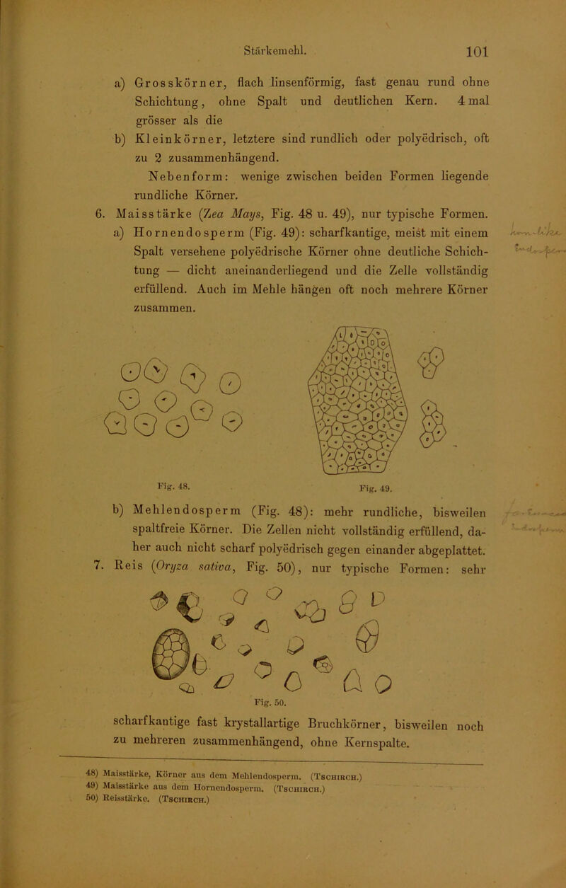 a) Grosskörner, flach linsenförmig, fast genau rund ohne Schichtung, ohne Spalt und deutlichen Kern. 4 mal grösser als die b) Kleinkörner, letztere sind rundlich oder polyedrisch, oft zu 2 zusammenhängend. Nebenform: wenige zwischen beiden Formen liegende rundliche Körner. 6. Maisstärke (Zea Mays, Fig. 48 u. 49), nur typische Formen, a) Horn endo sperm (Fig. 49): scharfkantige, meist mit einem Spalt versehene polyedrische Körner ohne deutliche Schich- tung — dicht aneinanderliegend und die Zelle vollständig erfüllend. Auch im Mehle hängen oft noch mehrere Körner zusammen. b) Mehlendosperm (Fig. 48): mehr rundliche, bisweilen spaltfreie Körner. Die Zellen nicht vollständig erfüllend, da- her auch nicht scharf polyedrisch gegen einander abgeplattet. 7. Reis (Oryza sativa, Fig. 50), nur typische Formen: sehr scharfkautige fast krystallartige Bruchkörner, bisweilen noch zu mehreren zusammenhängend, ohne Kernspalte. 48) Maisstärke, Körner aus dem Mehlendosperm. (Tschirch.) 49) Maisstärke ans dem Hornendosperm, (Tschirch.) 50) Reisstärke. (Tschirch.) Fig. 48. Fig. 49. Fig. 50.